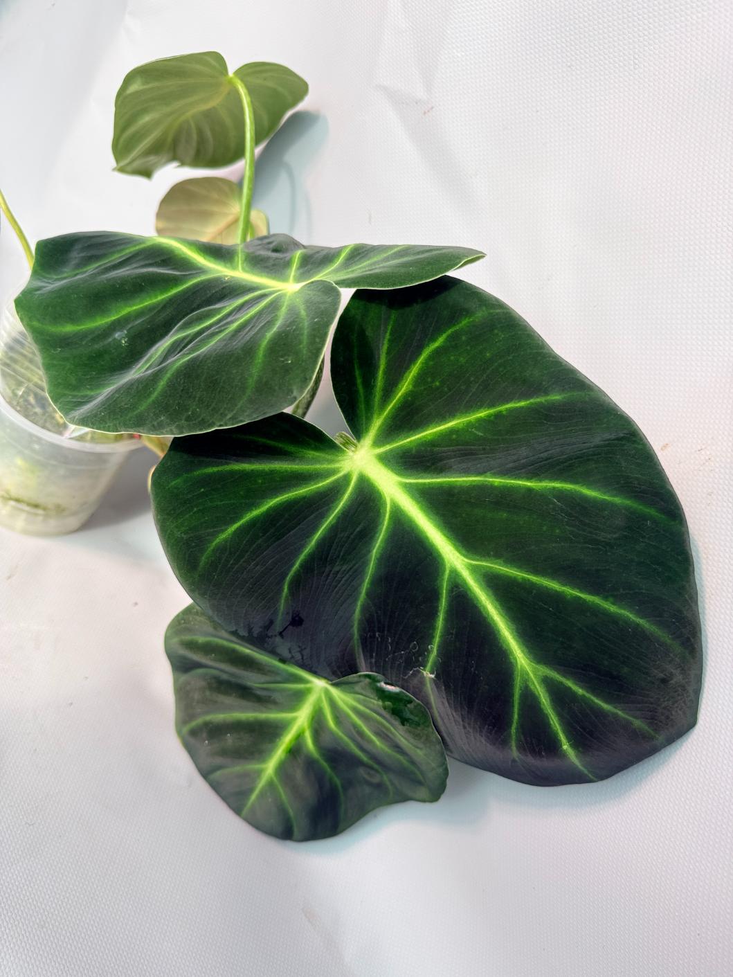 Philodendron Luxurians 08