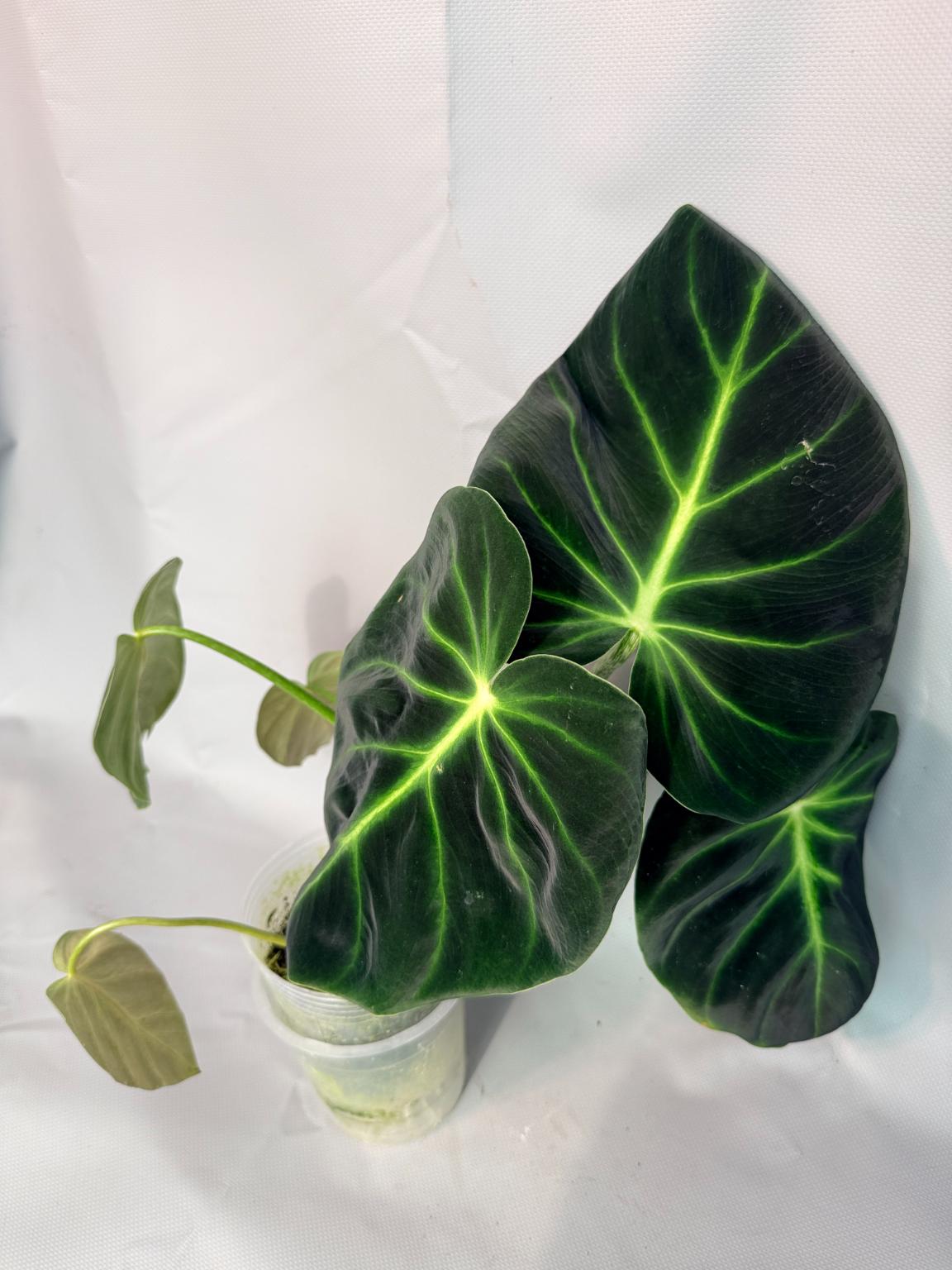 Philodendron Luxurians 01