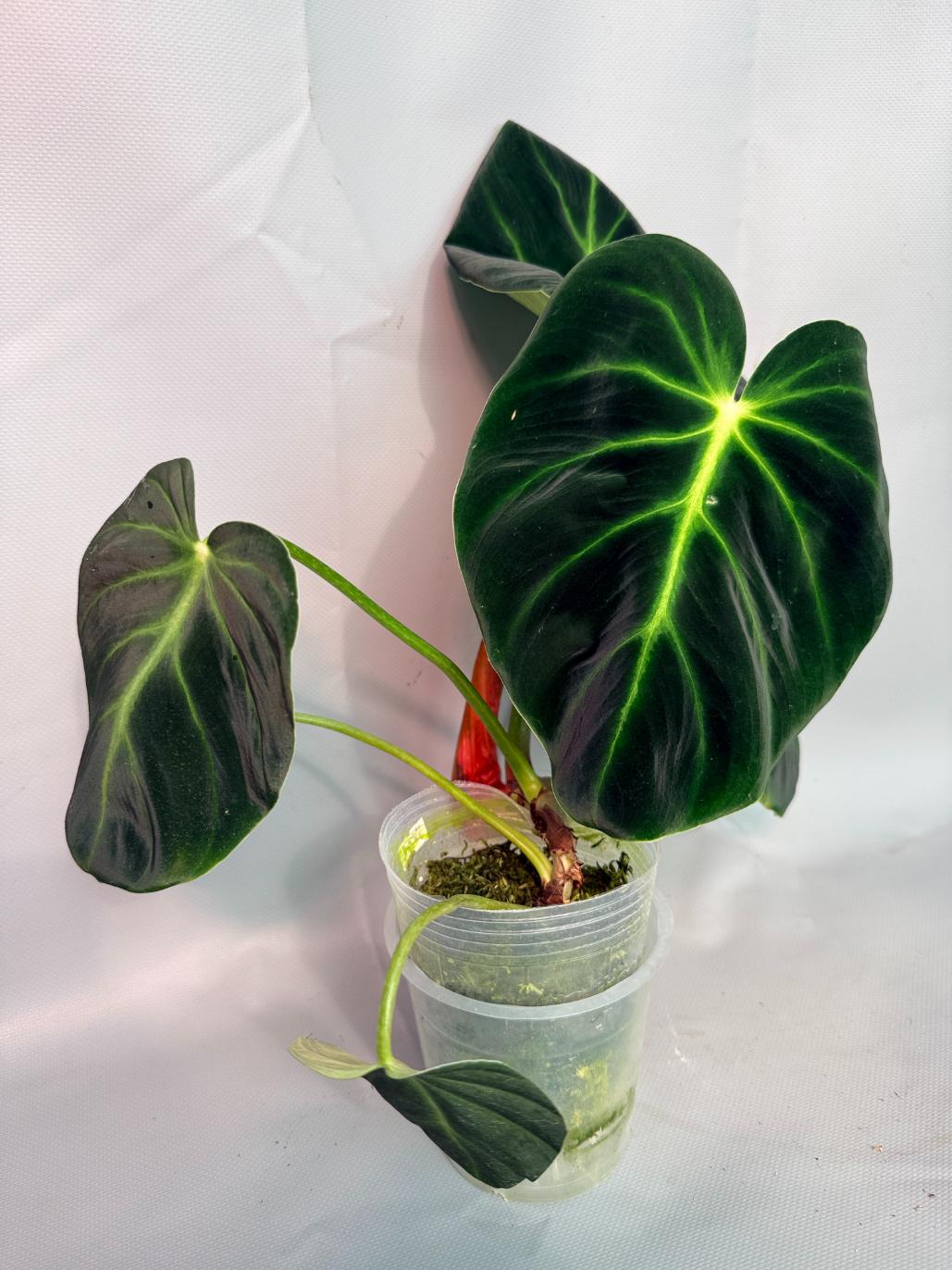 Philodendron Luxurians 02