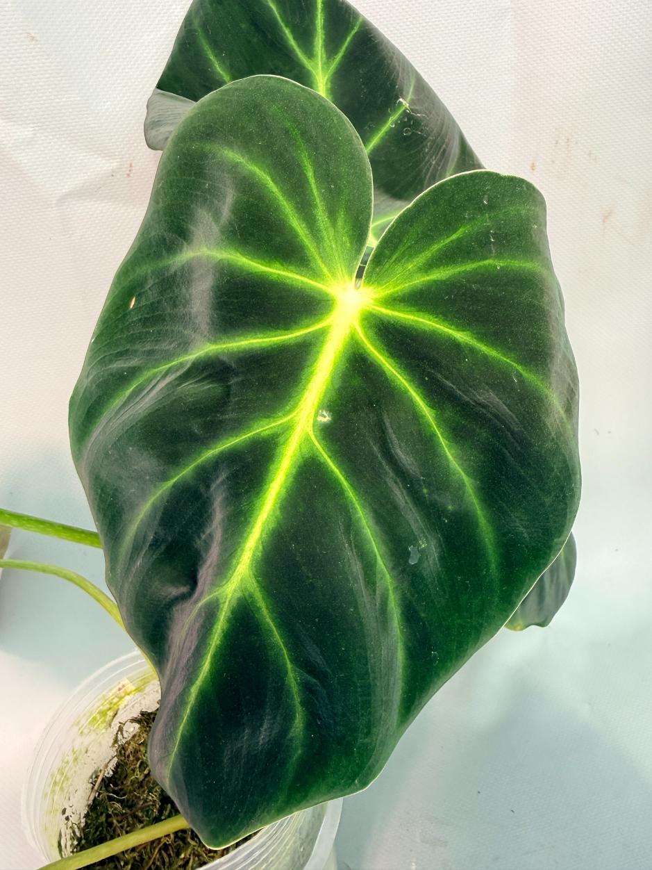 Philodendron Luxurians 03