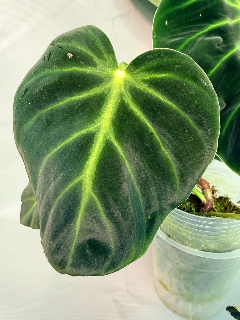 Philodendron Luxurians 04