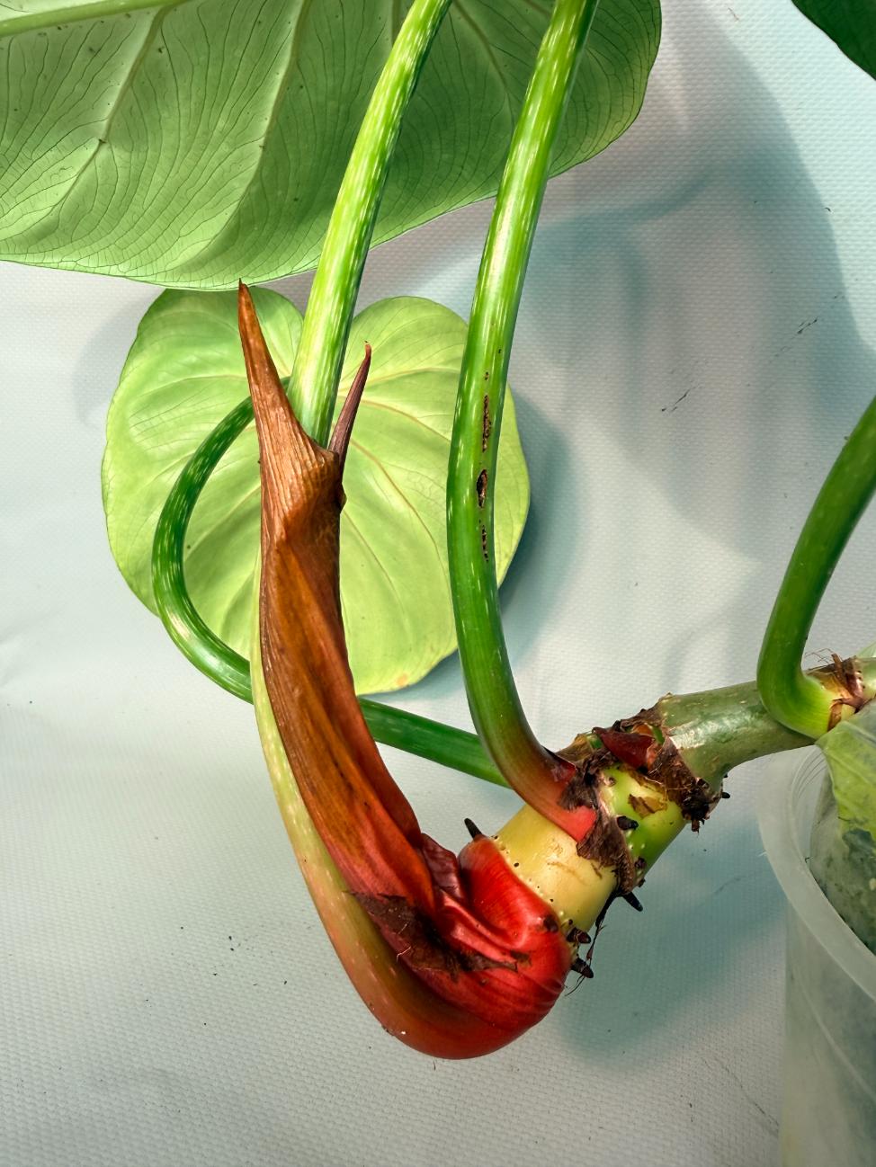Philodendron Luxurians 05