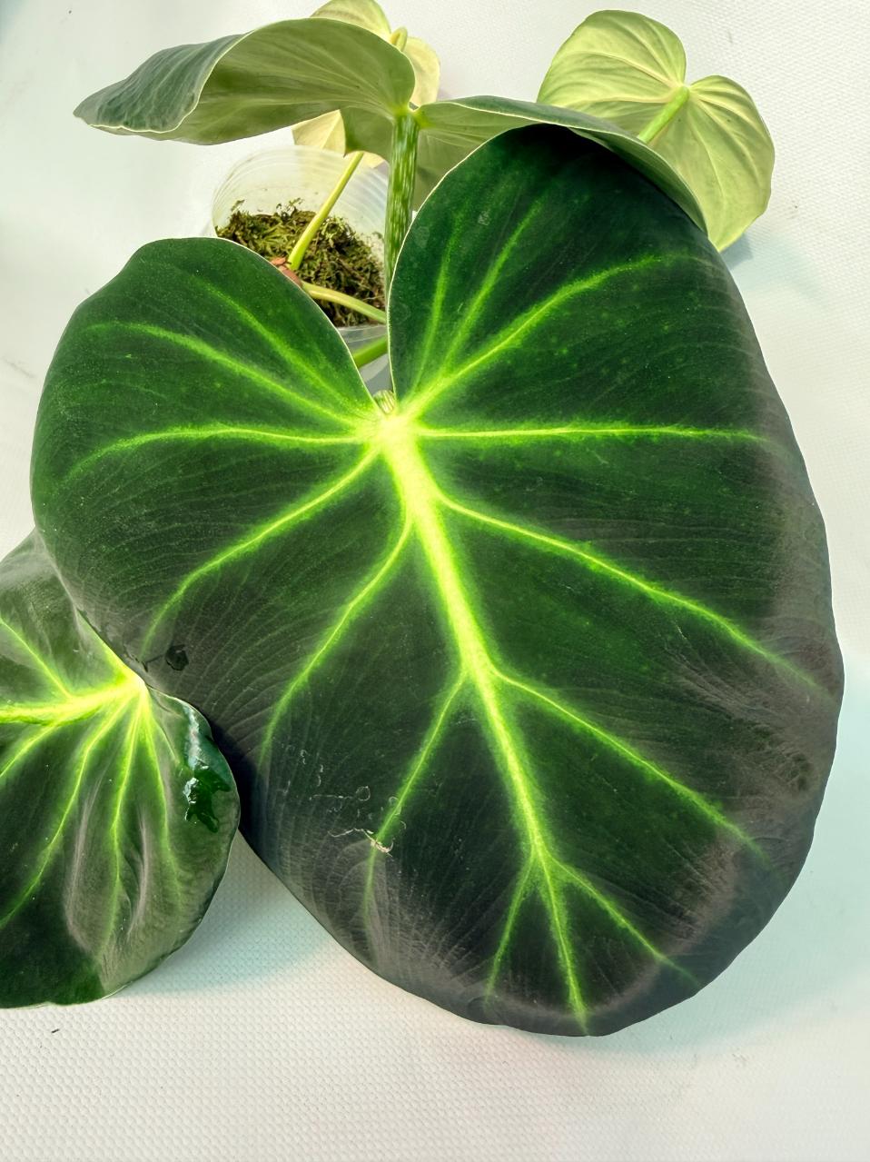 Philodendron Luxurians 06