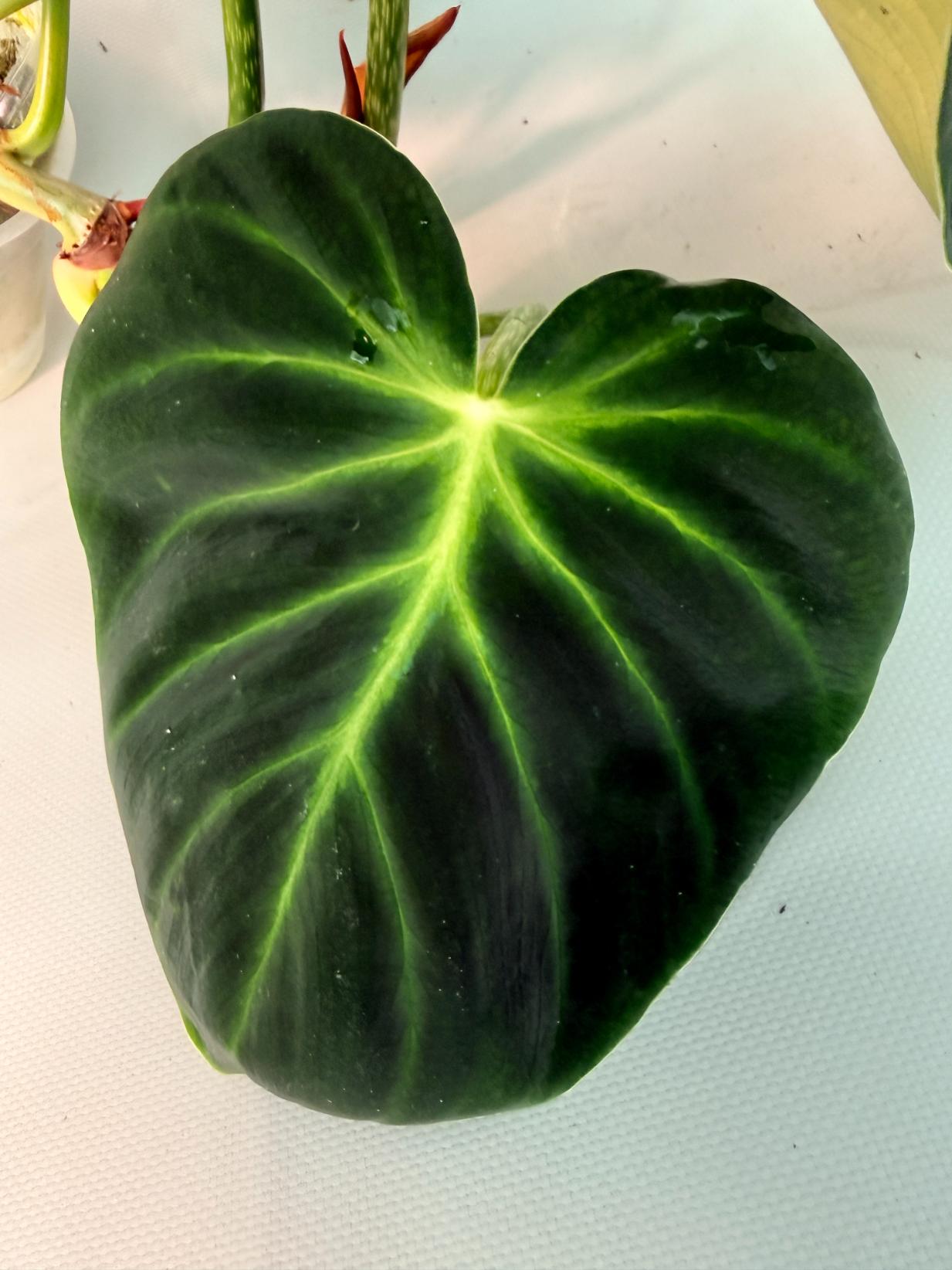 Philodendron Luxurians 07