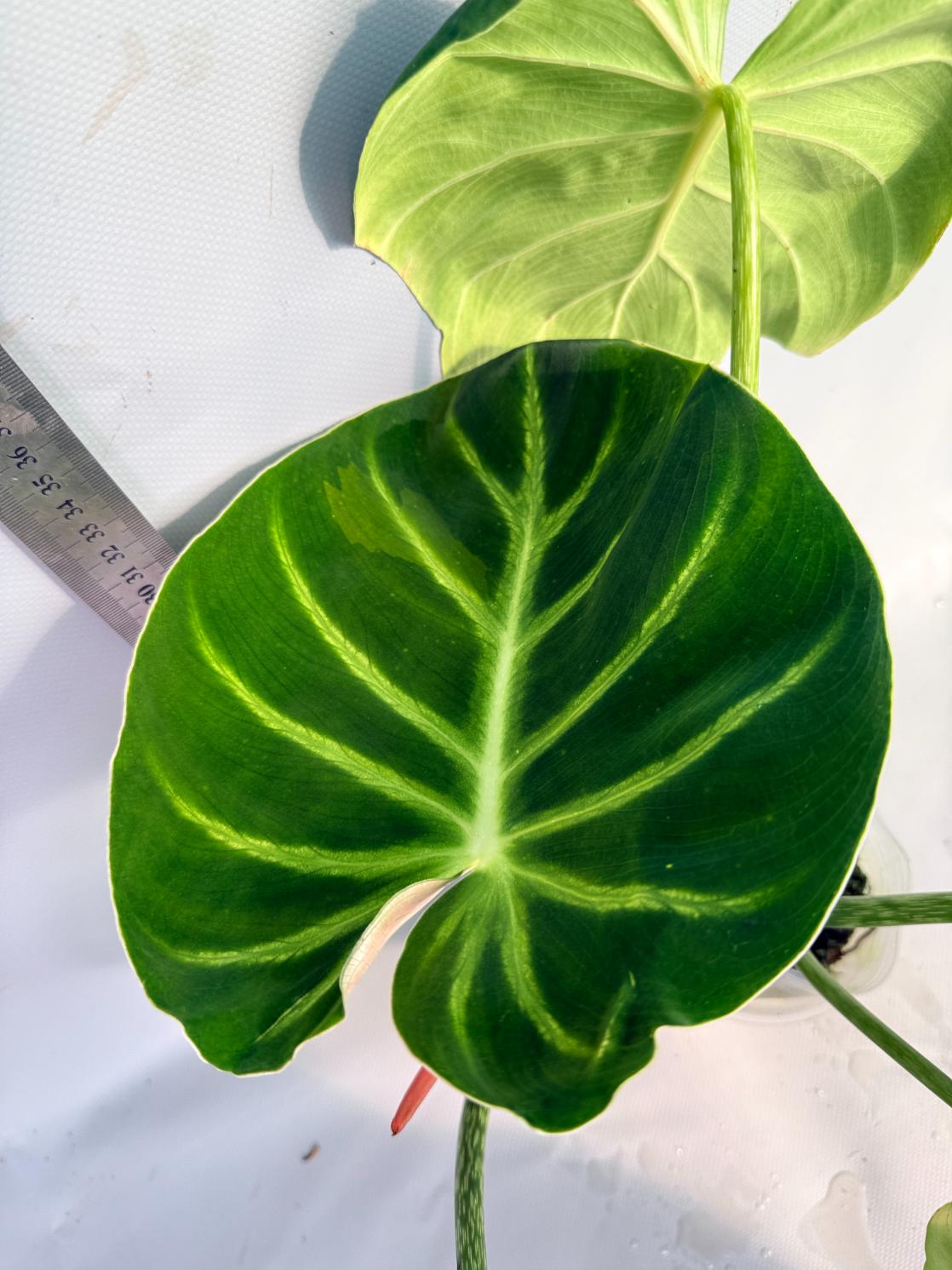 Philodendron Luxurians 3