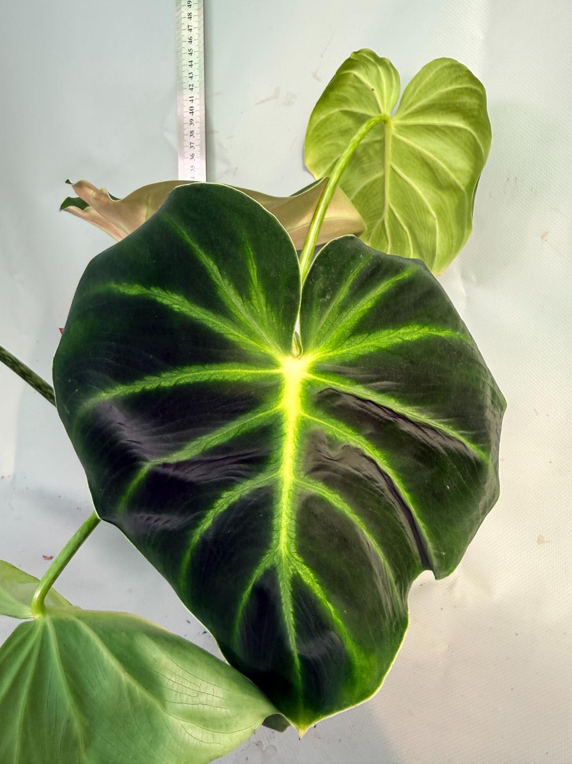 Philodendron Luxurians 9