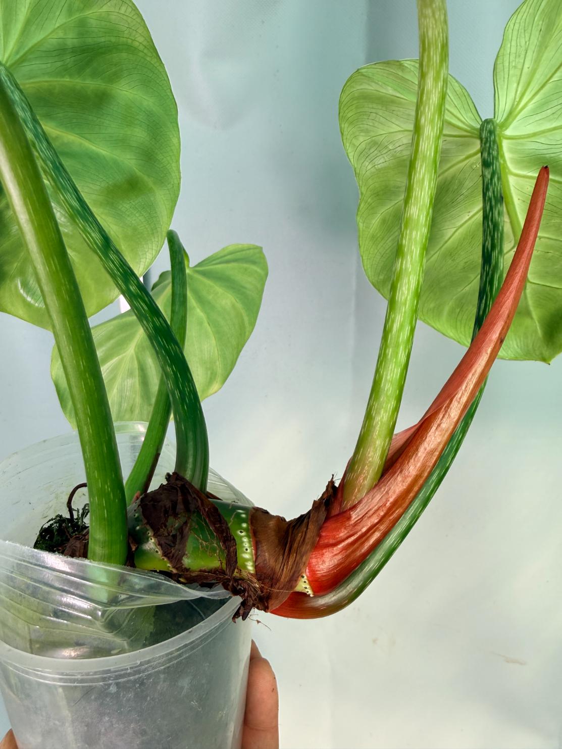 Philodendron Luxurians 4