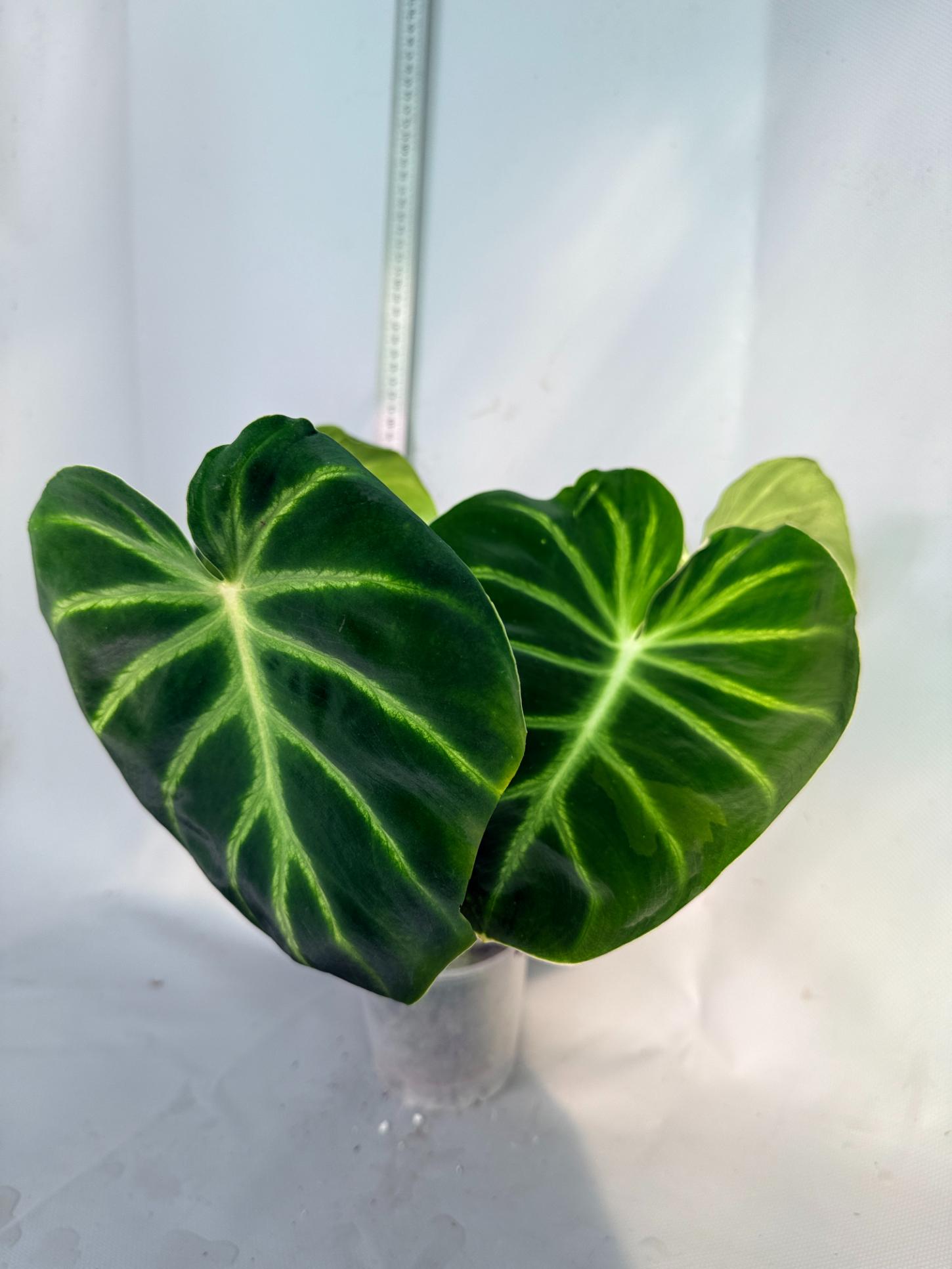 Philodendron Luxurians 5