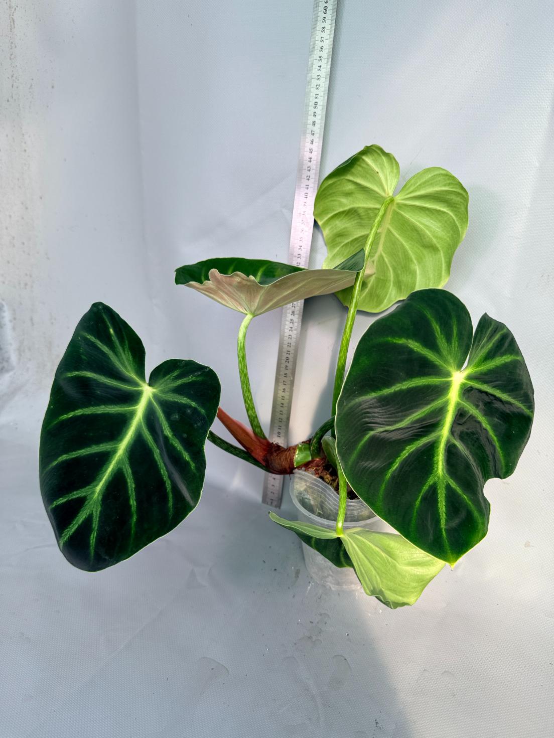 Philodendron Luxurians 6