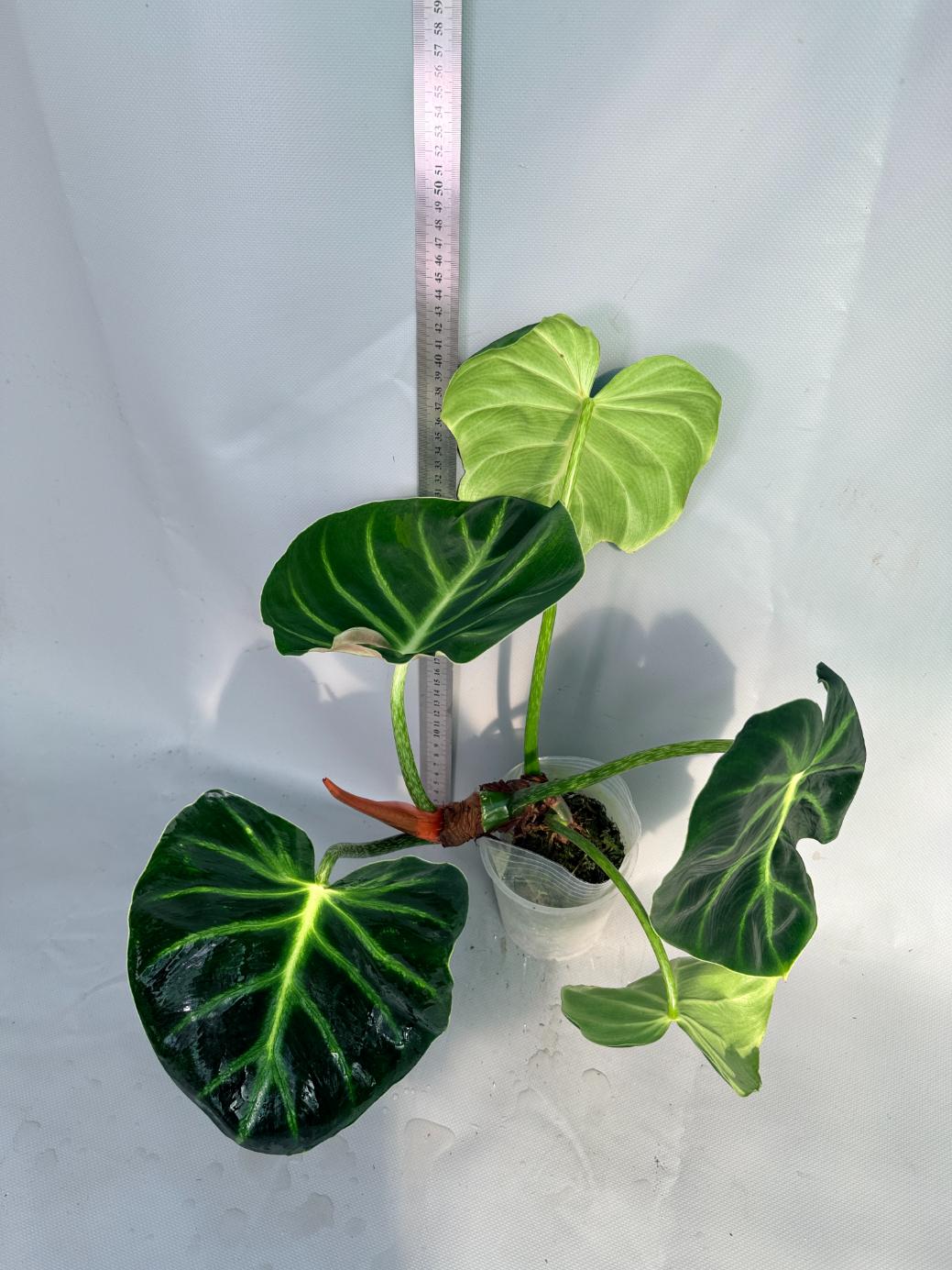 Philodendron Luxurians 7