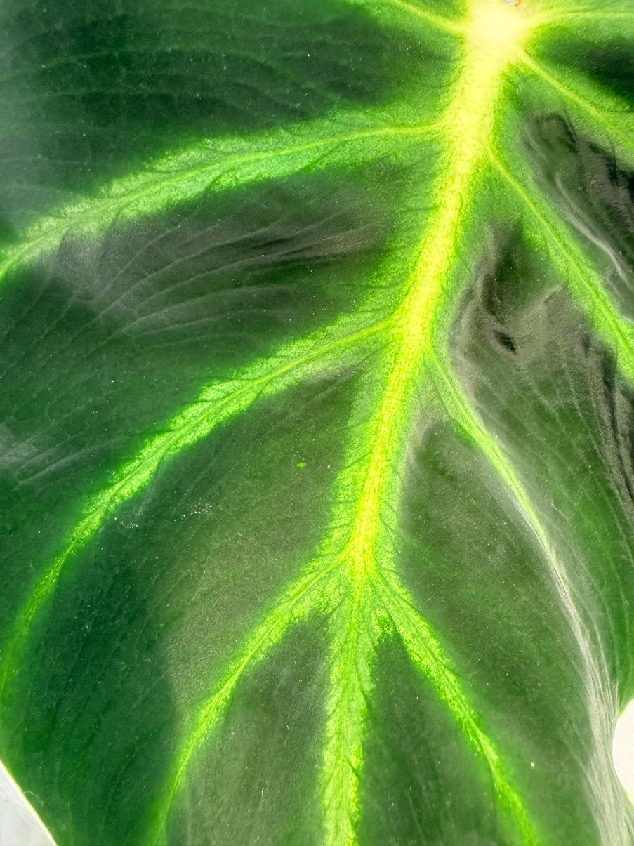 Philodendron Luxurians 8