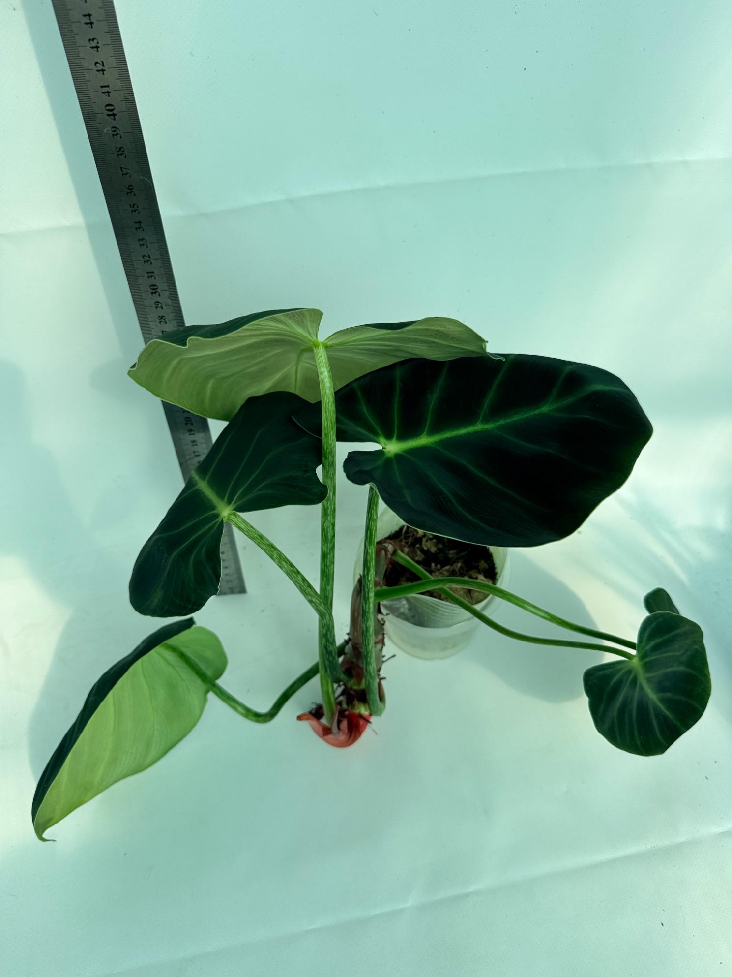Philodendron Luxurians 7