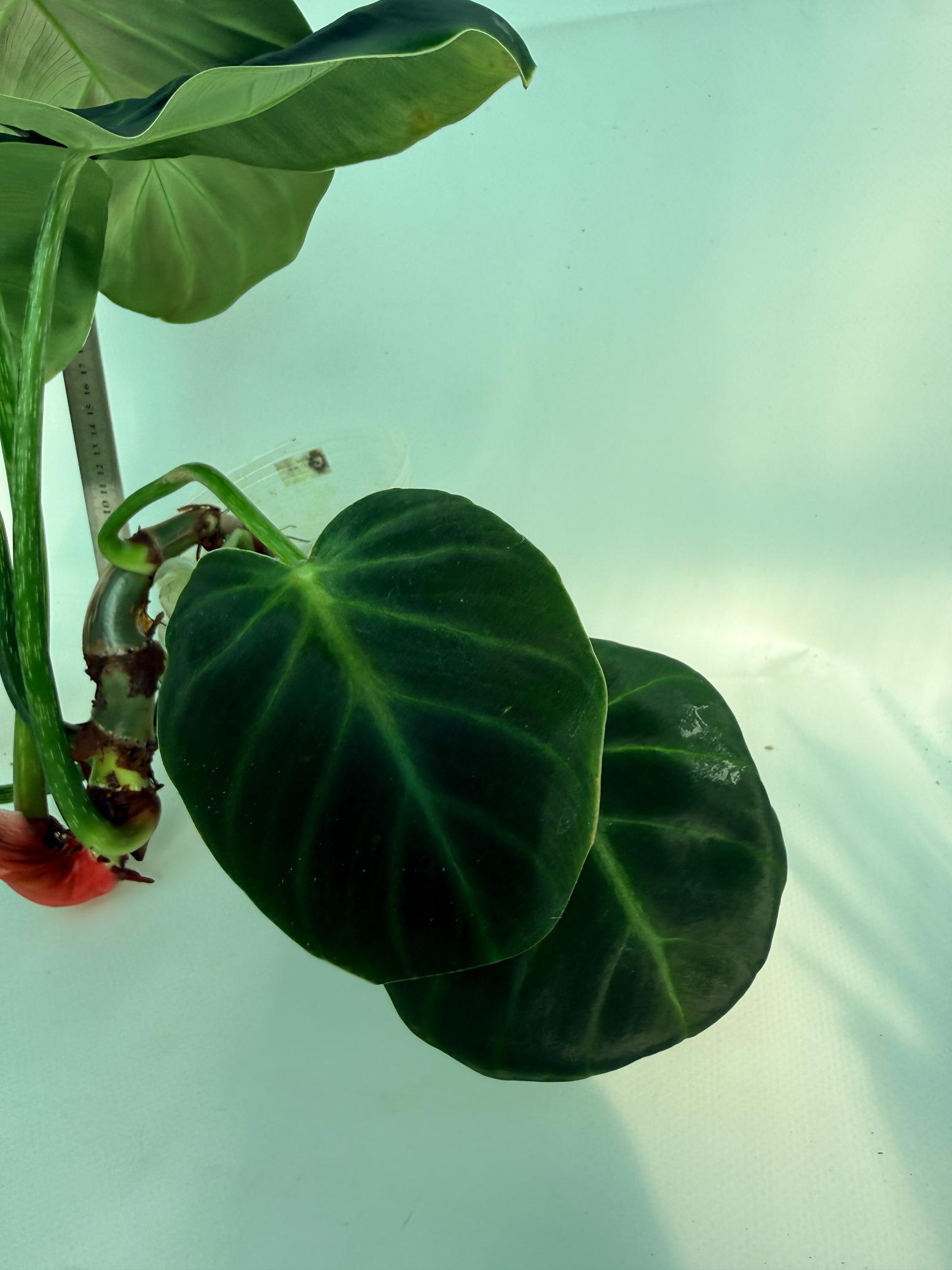 Philodendron Luxurians 9