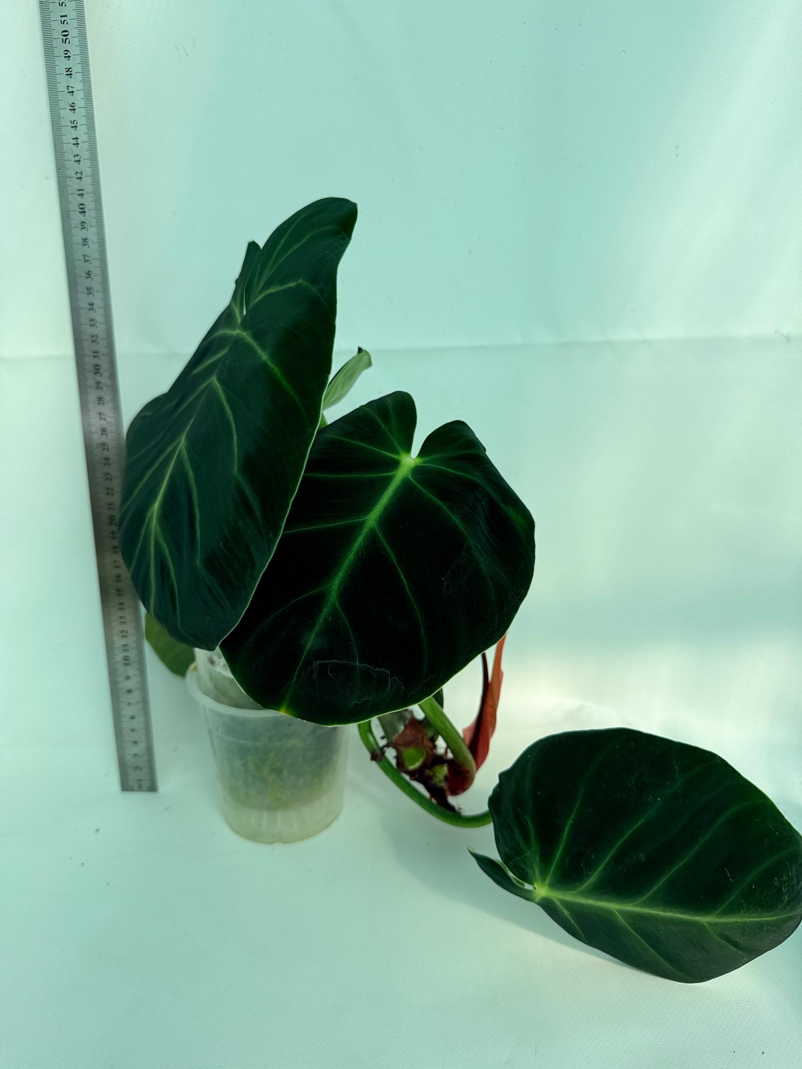Philodendron Luxurians 1