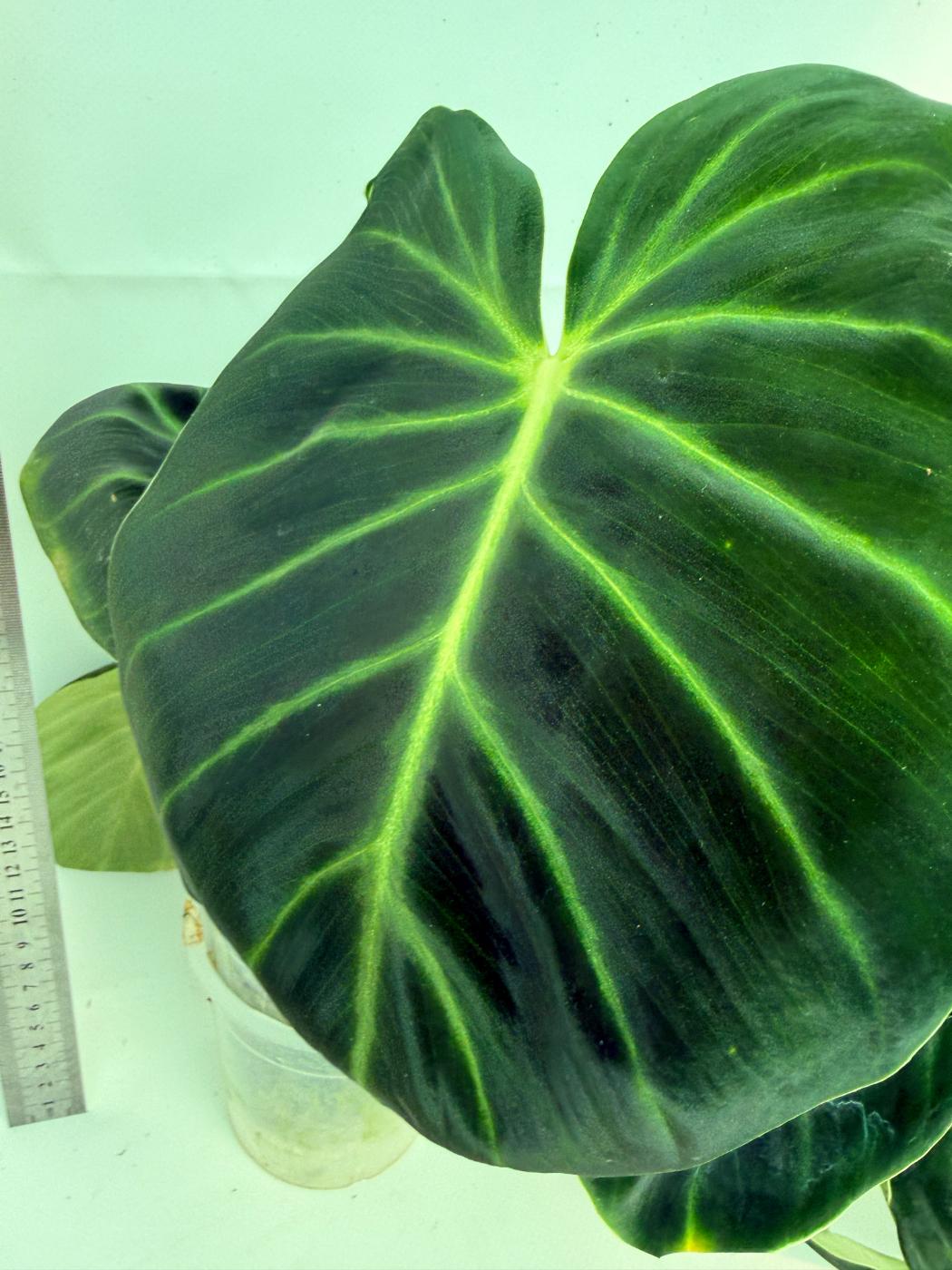 Philodendron Luxurians 2