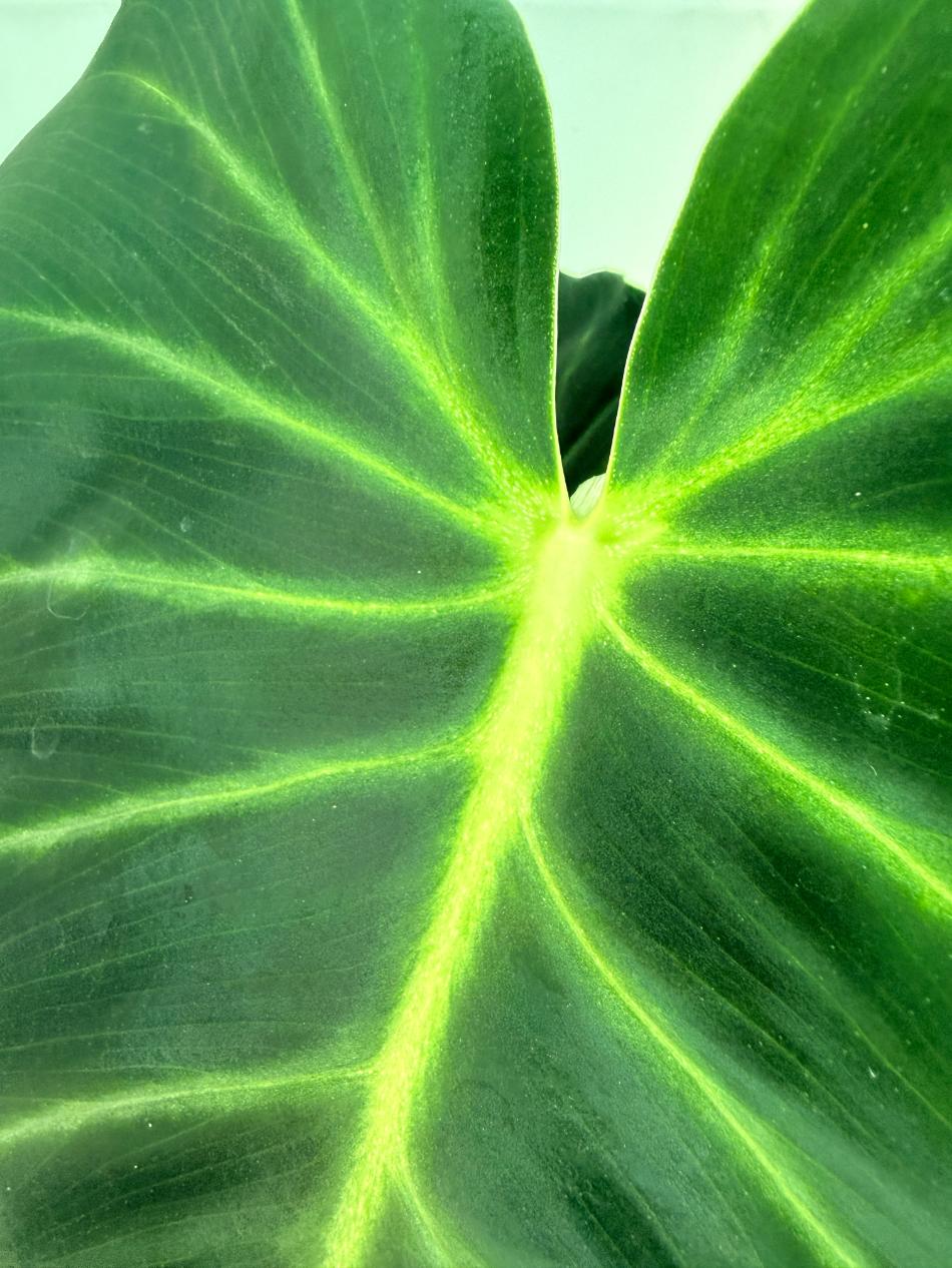 Philodendron Luxurians 4 
