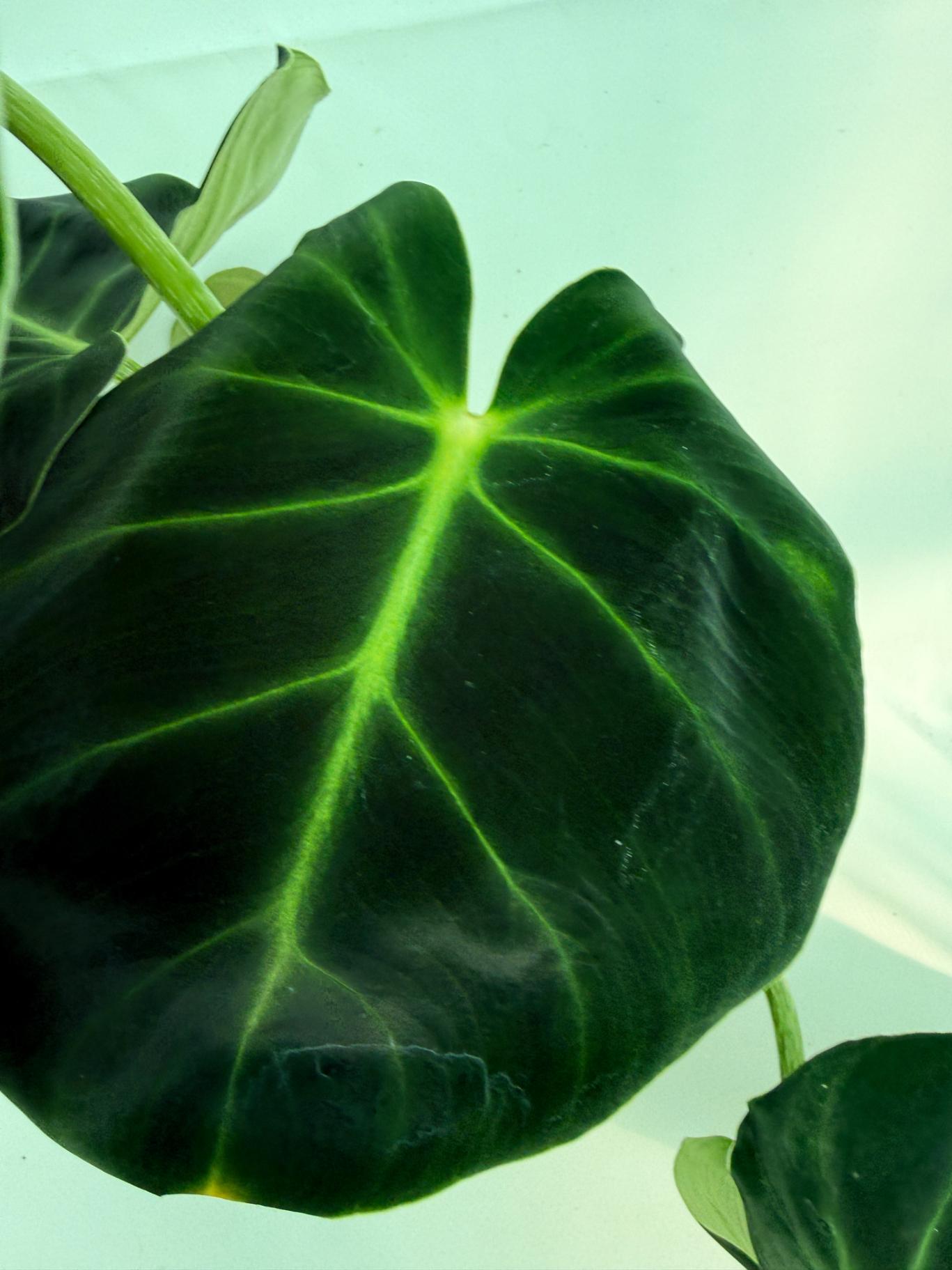 Philodendron Luxurians 8