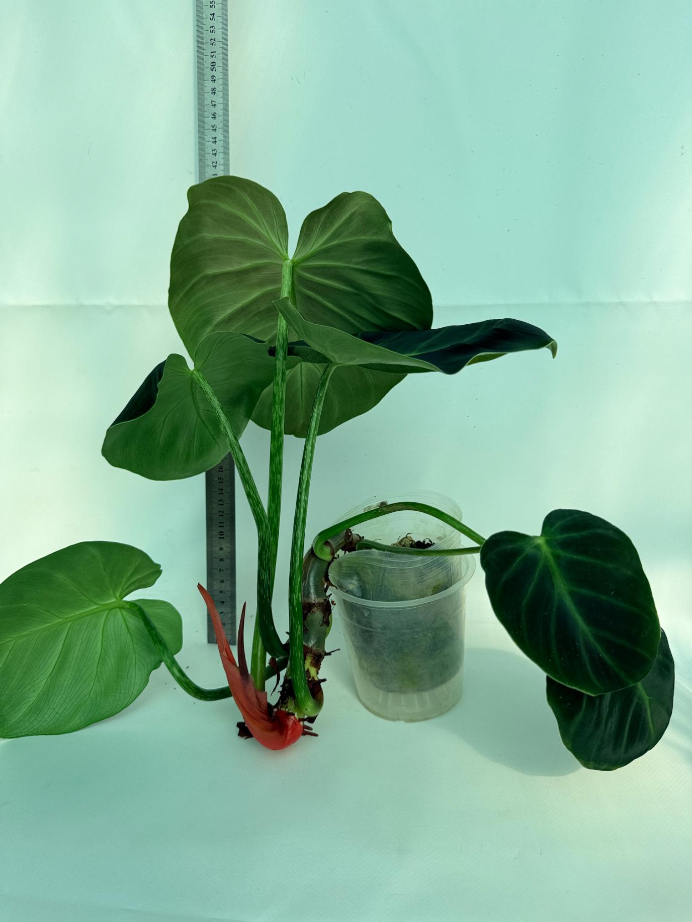 Philodendron Luxurians 5