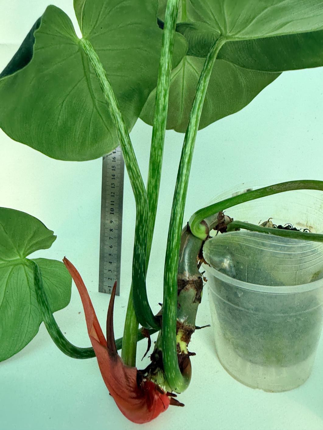 Philodendron Luxurians 3