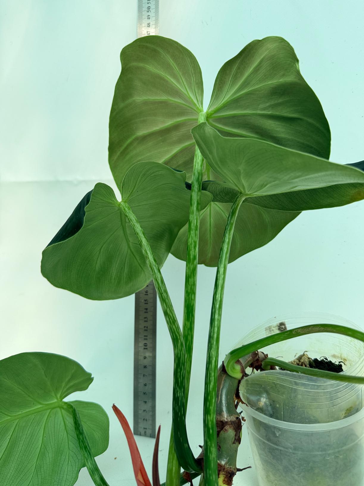 Philodendron Luxurians 6
