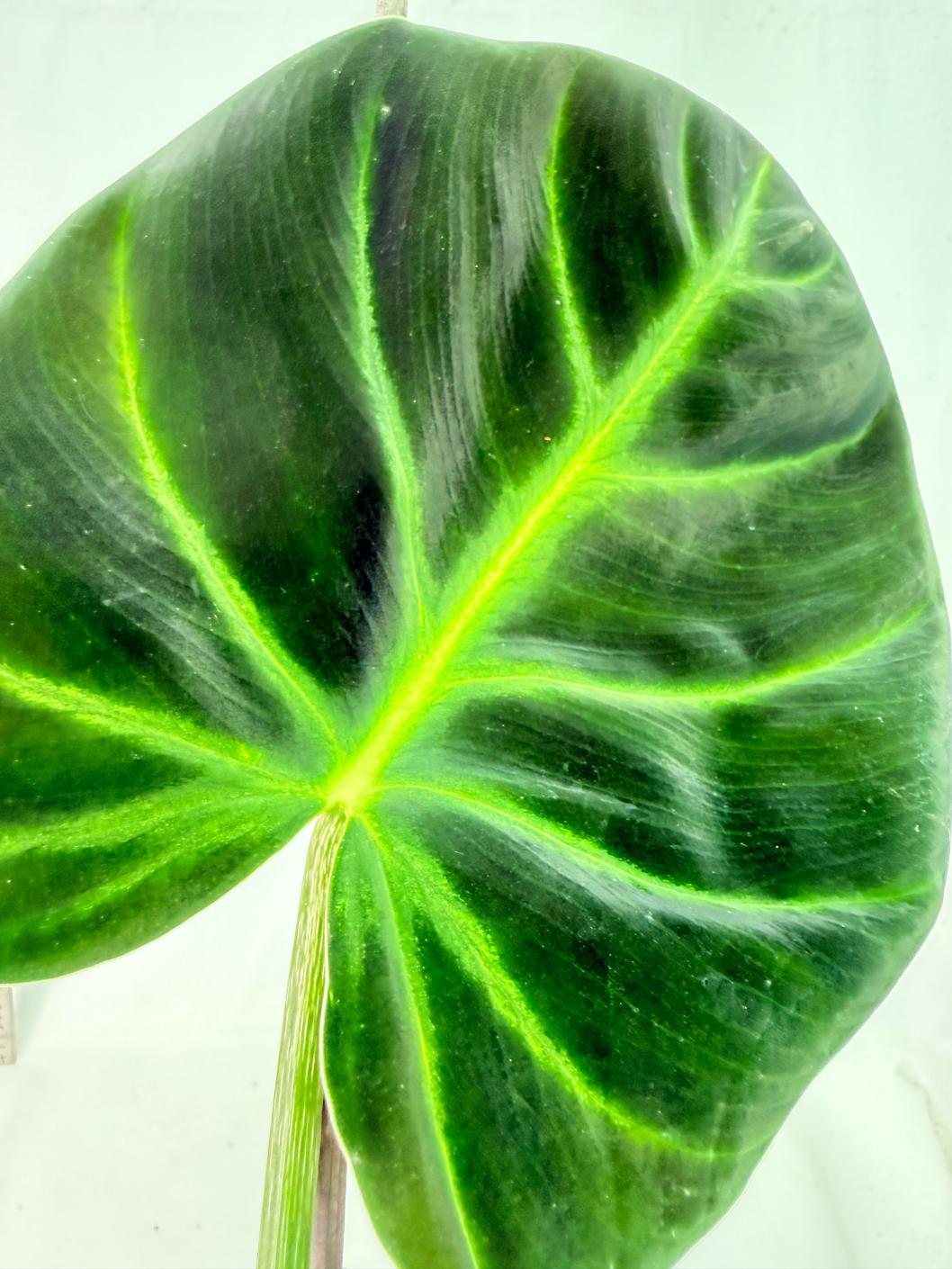 Philodendron Luxurians 9