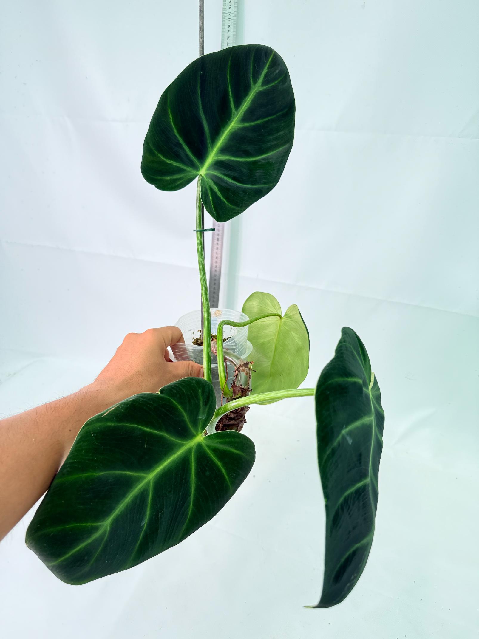 Philodendron Luxurians 4