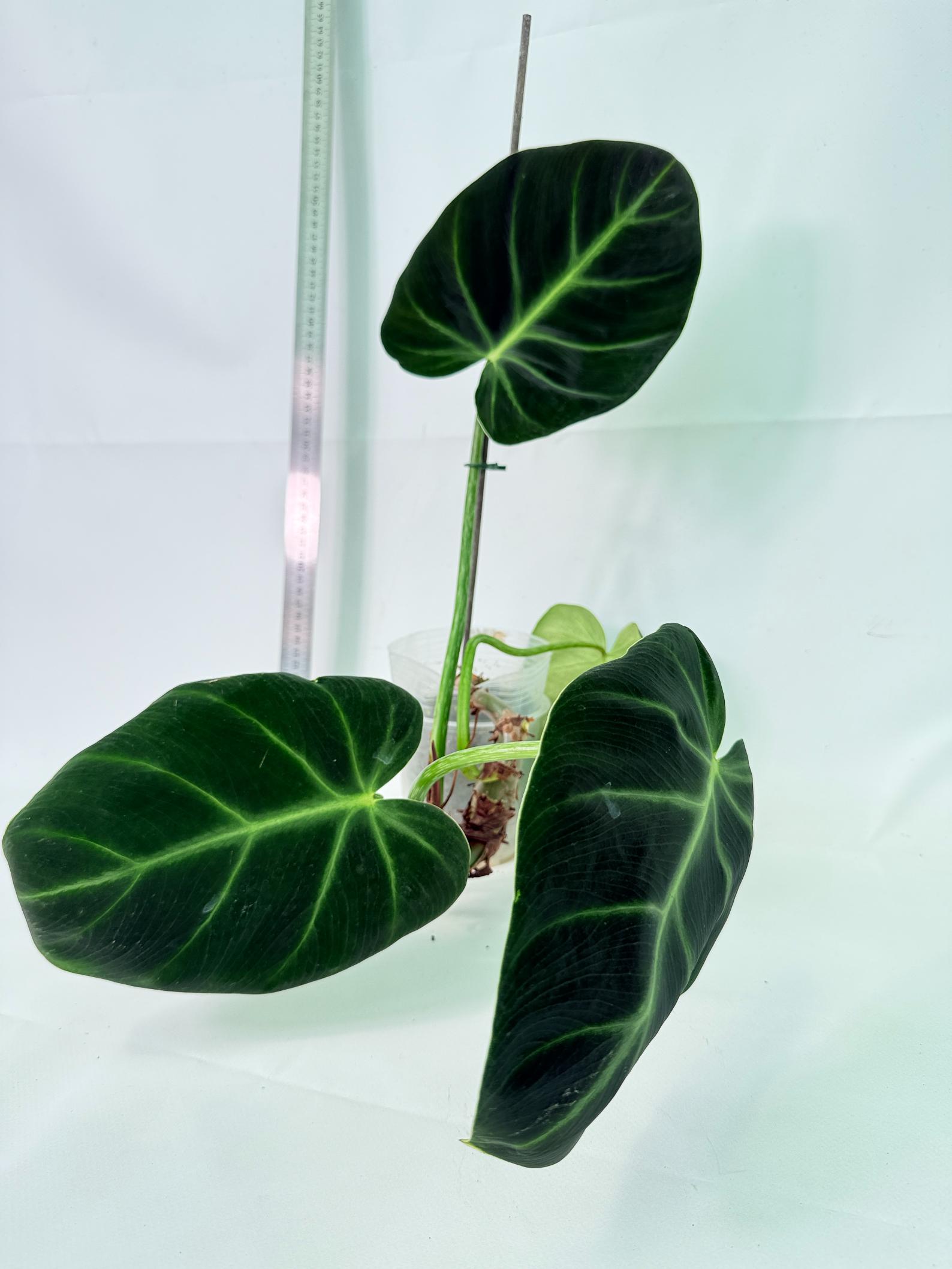Philodendron Luxurians 1