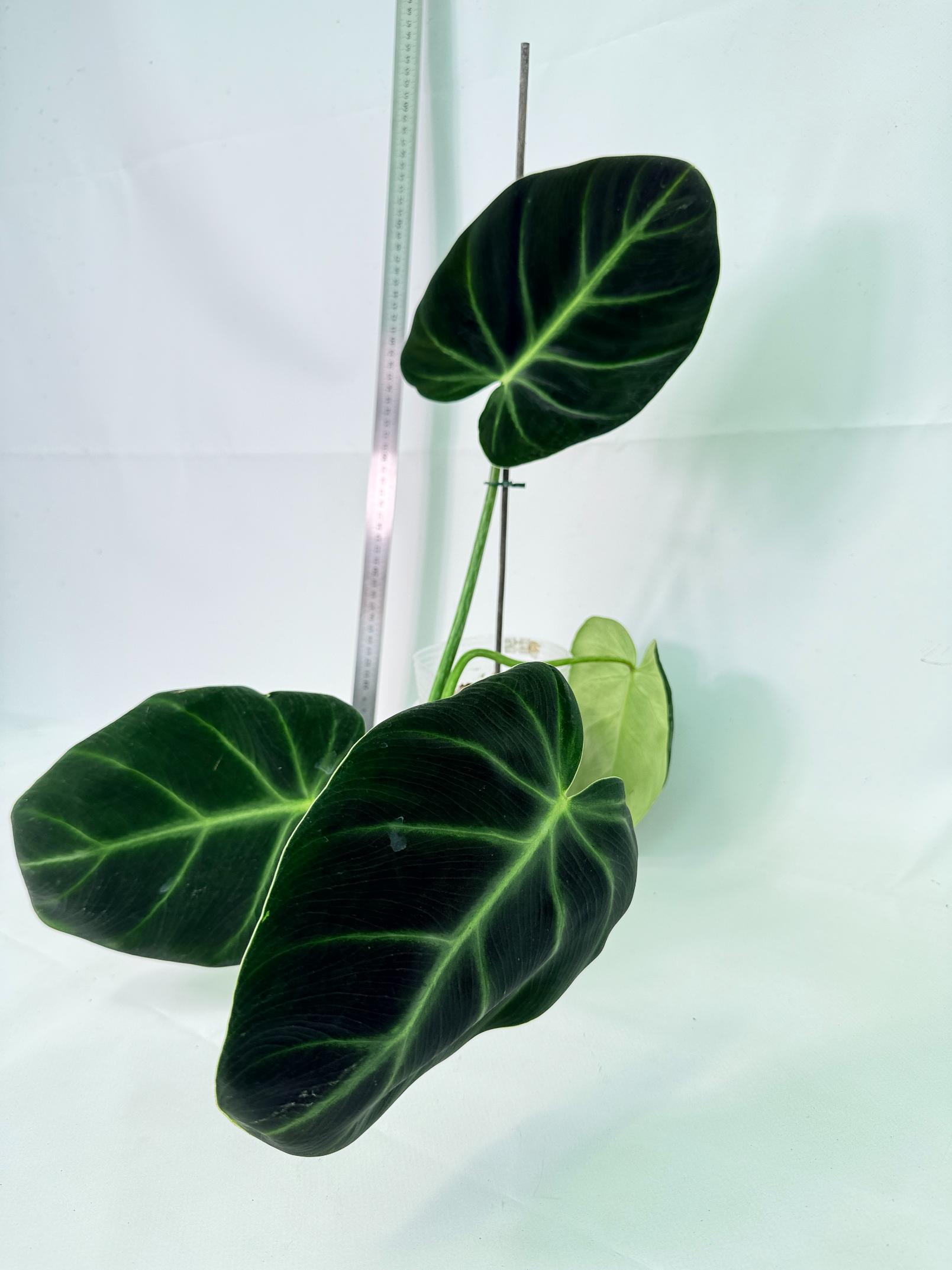 Philodendron Luxurians 3