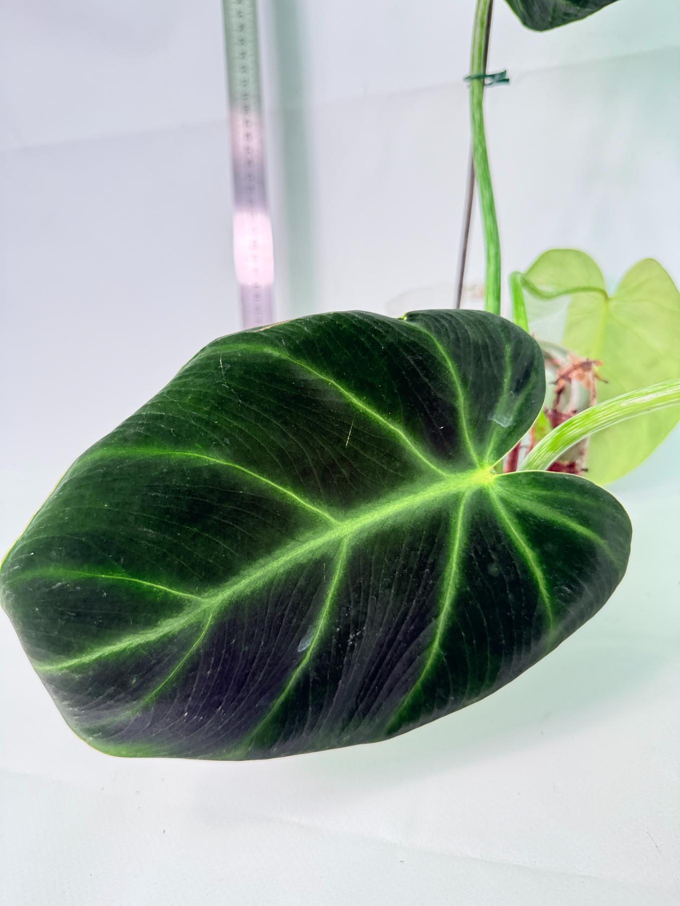 Philodendron Luxurians 2