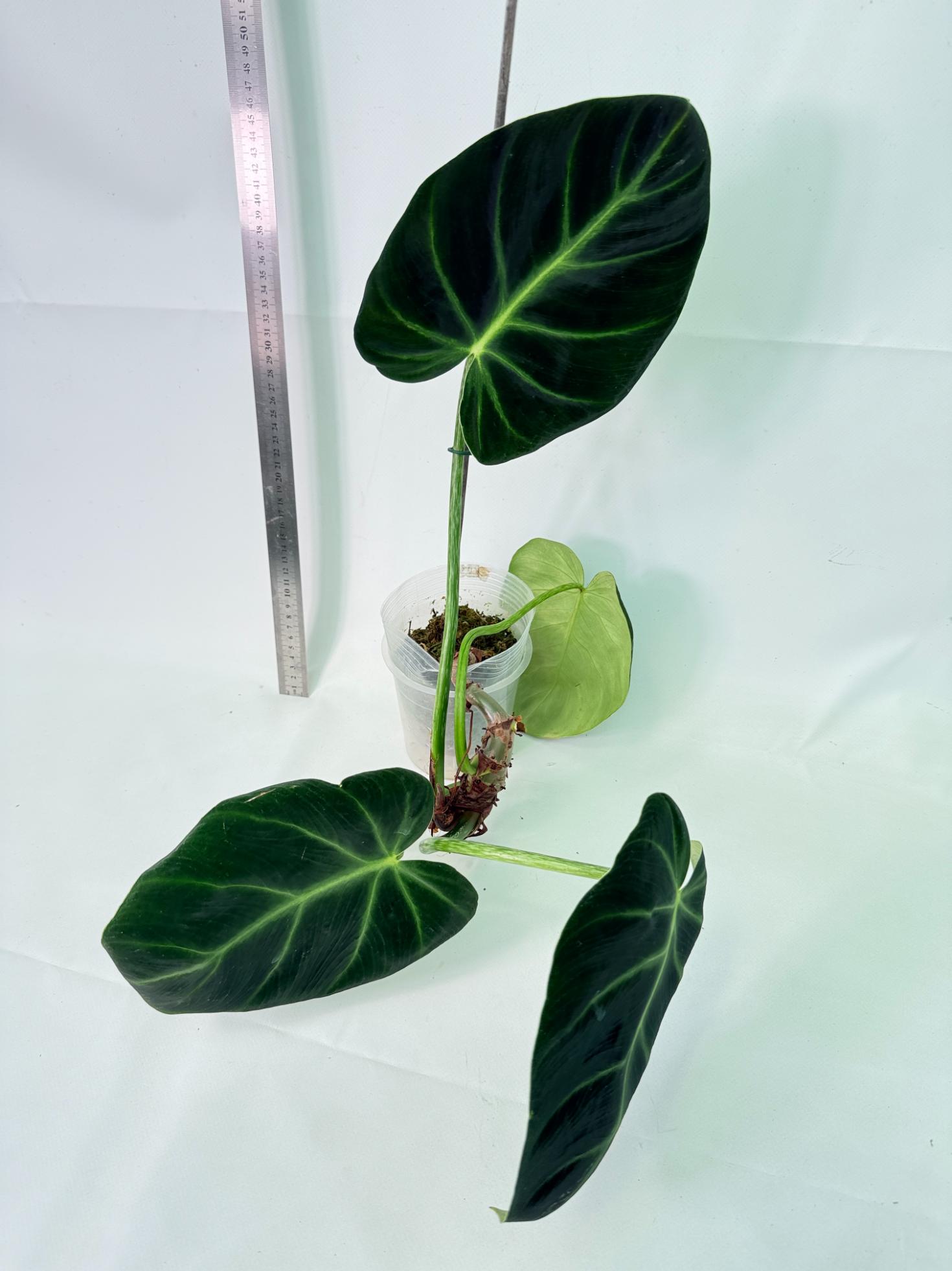 Philodendron Luxurians 5