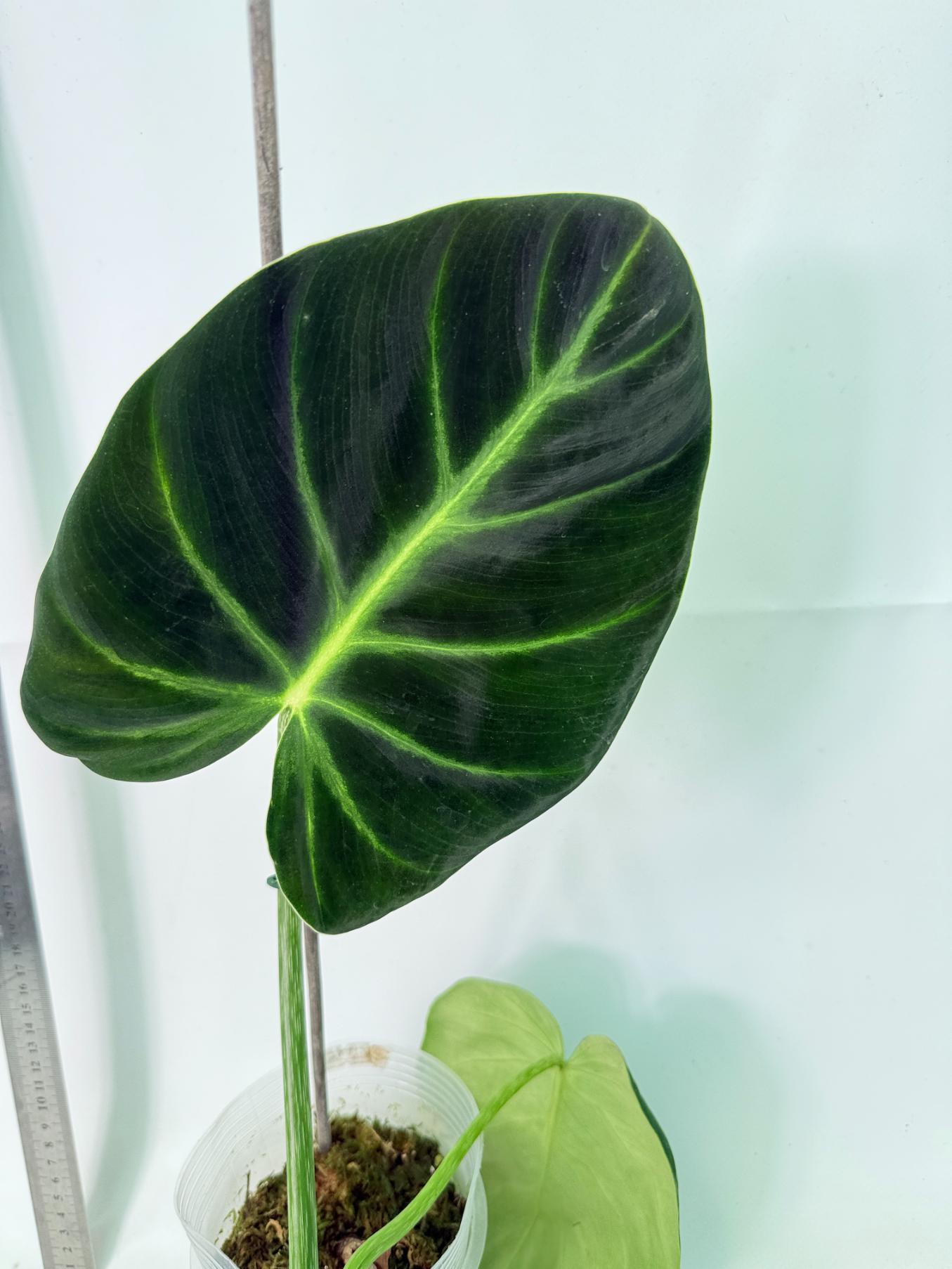 Philodendron Luxurians 6