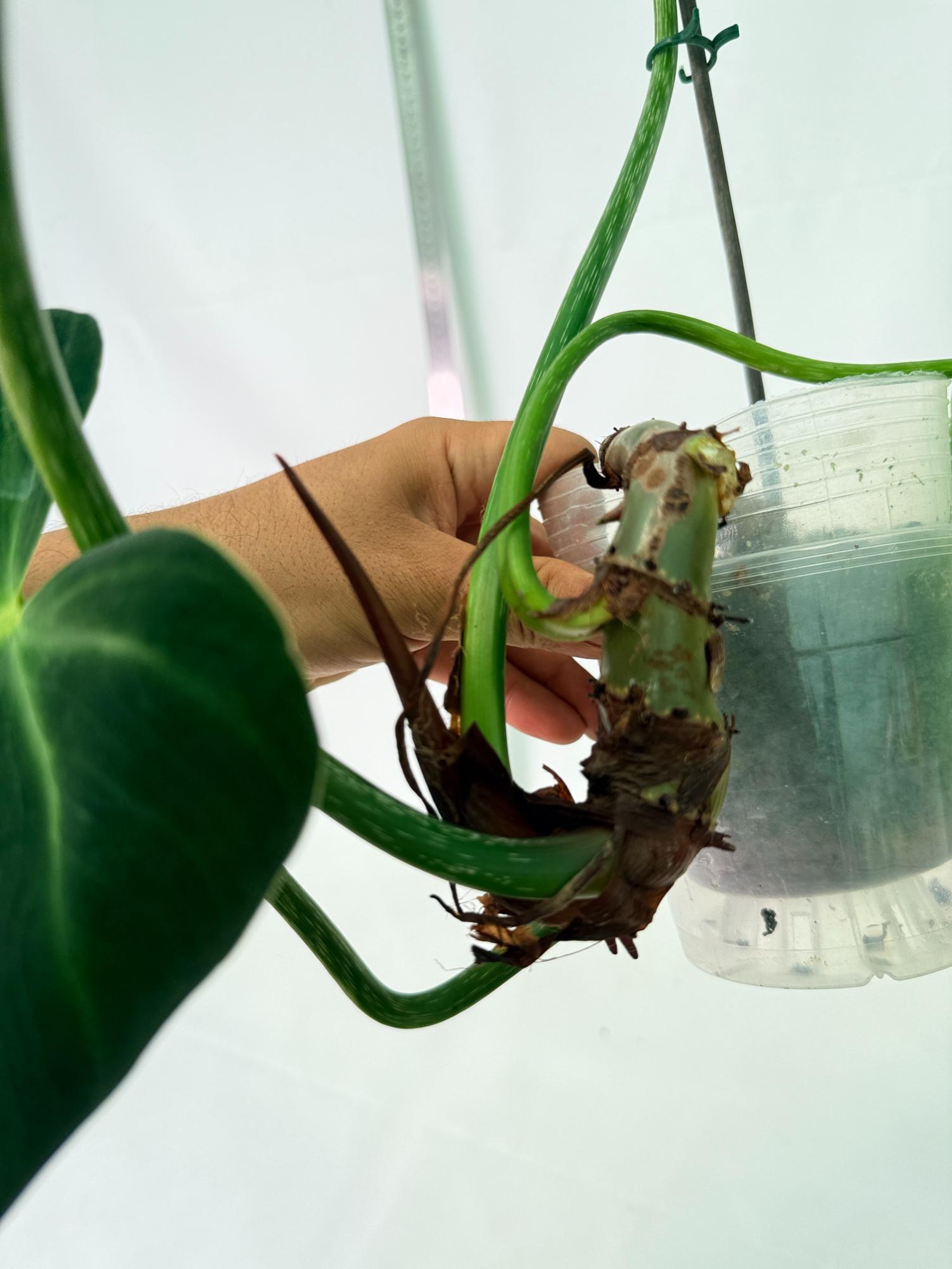 Philodendron Luxurians 7