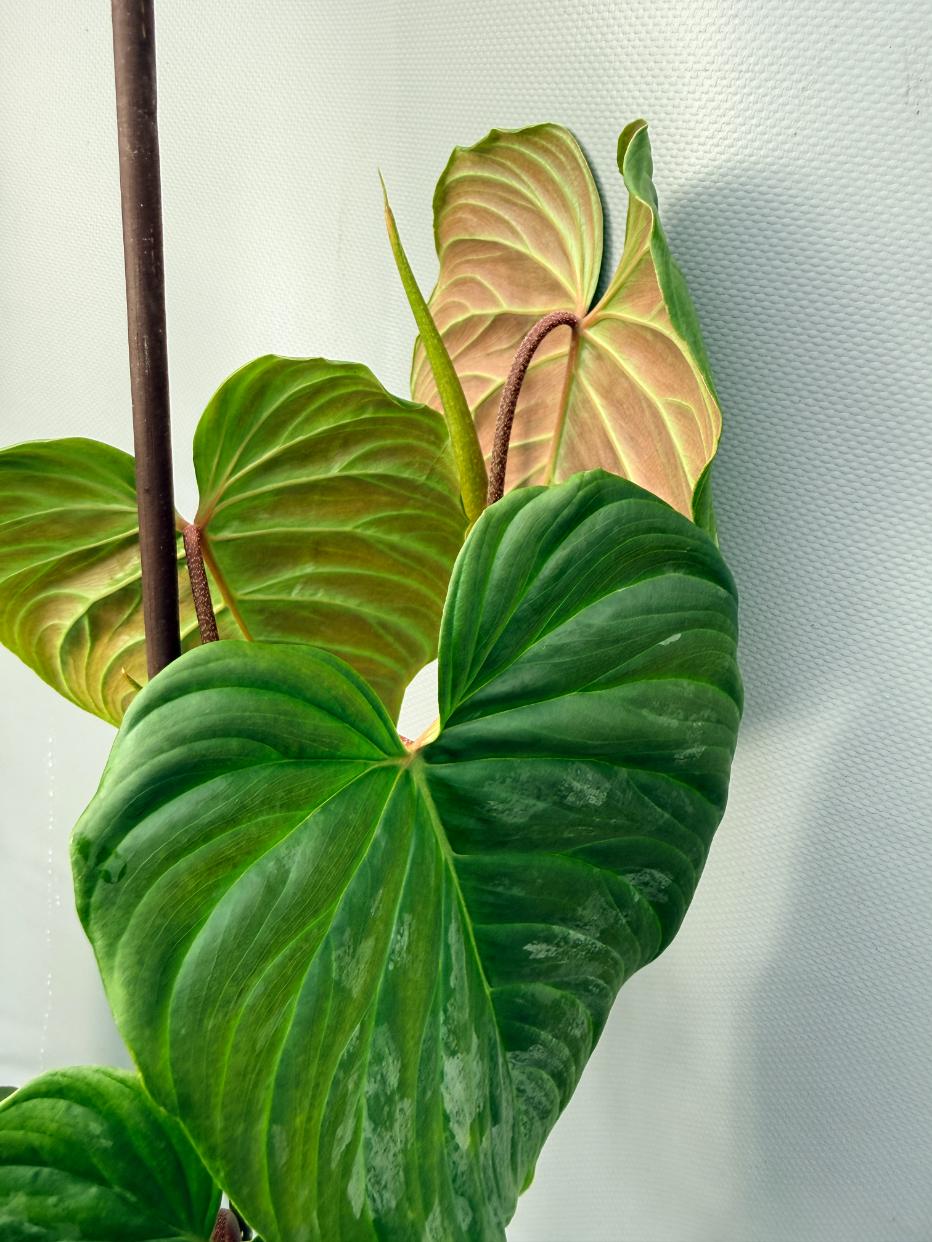 Philodendron Majestic XL 10