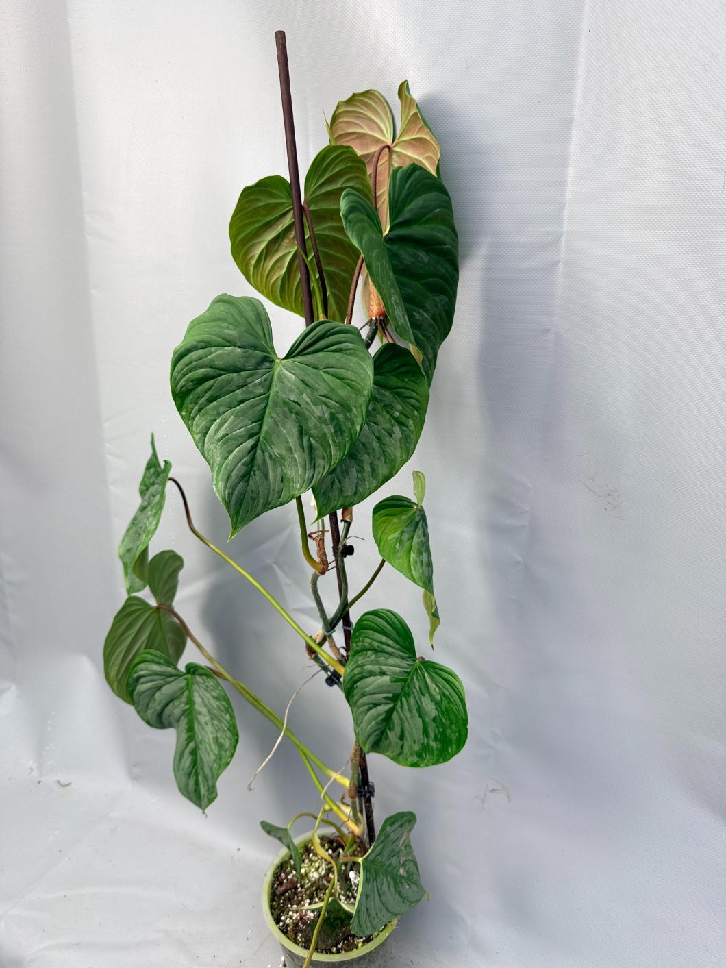 free majestic 35 yr old 10 ft tall philodendron Philodendron Majestic XL 2 in 1
