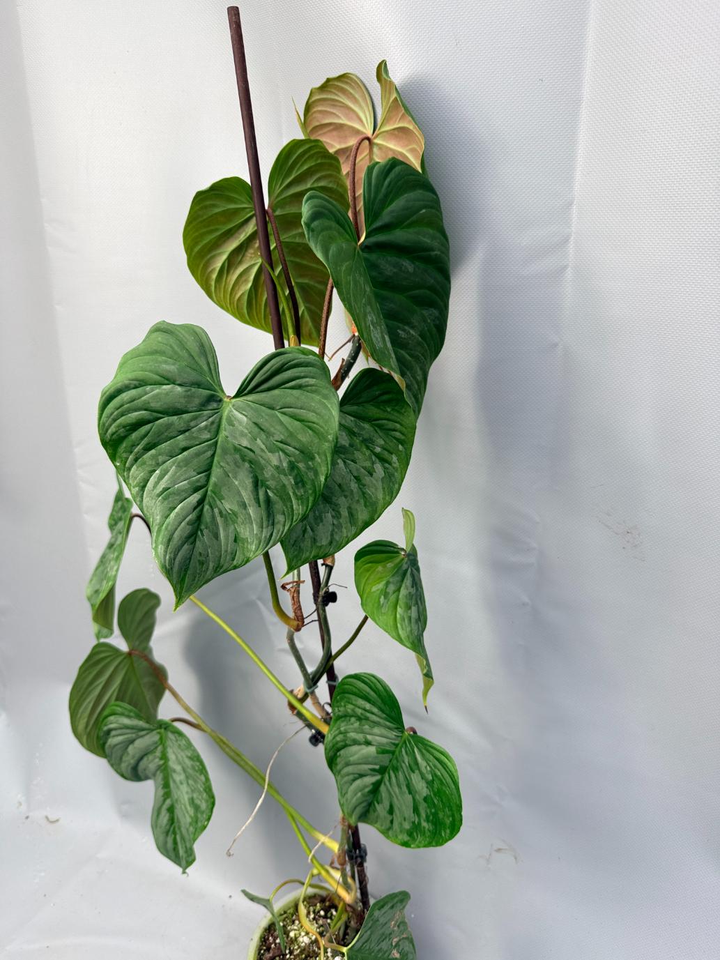 philodendron majesty plant Philodendron Majestic XL 2 in 1