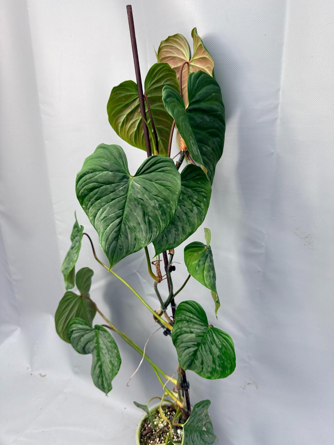 Philodendron Majestic XL 13
