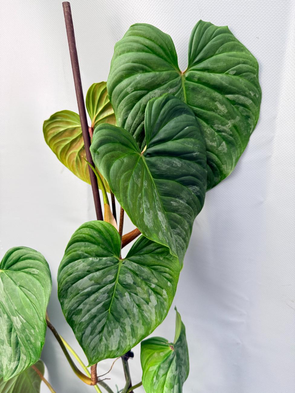 Philodendron Majestic XL 2
