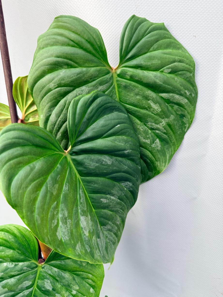 Philodendron Majestic XL 3
