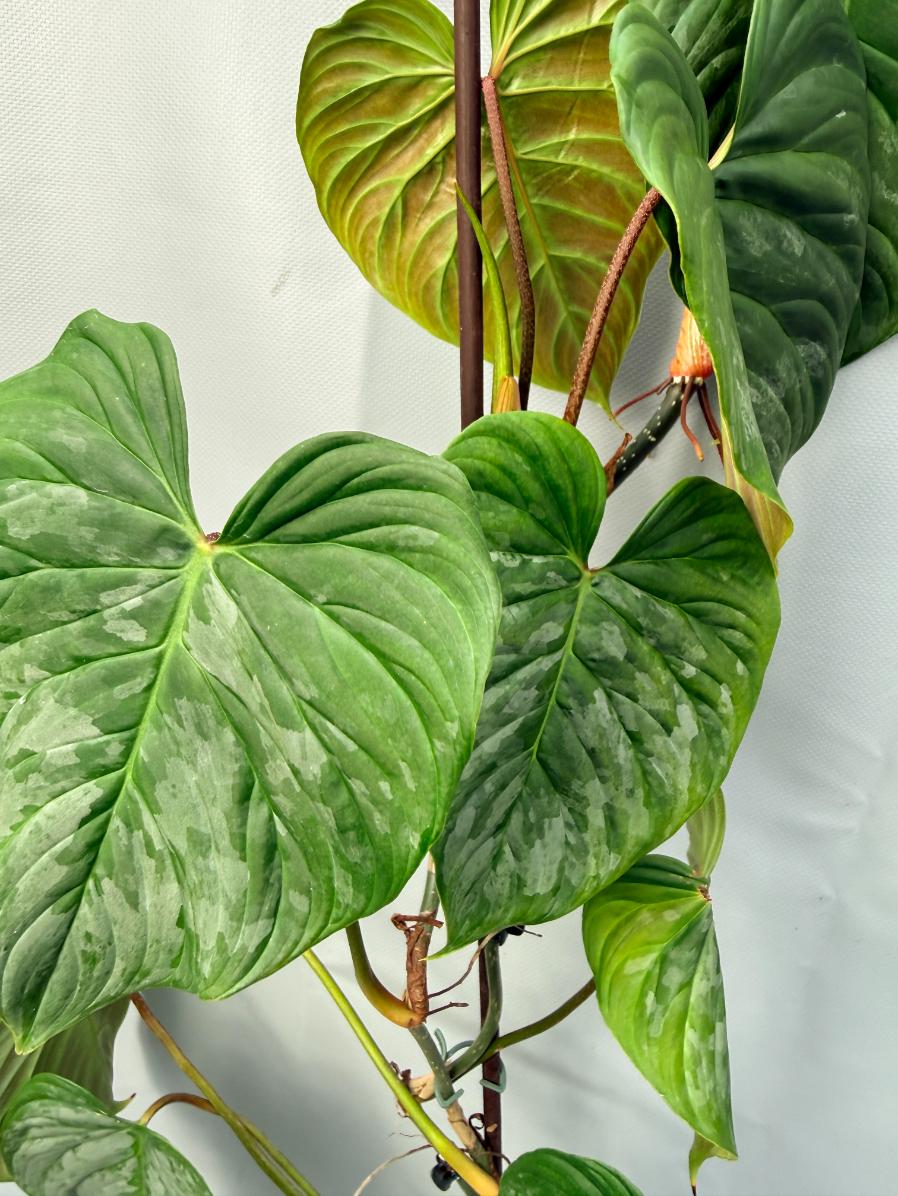 Philodendron Majestic XL 4