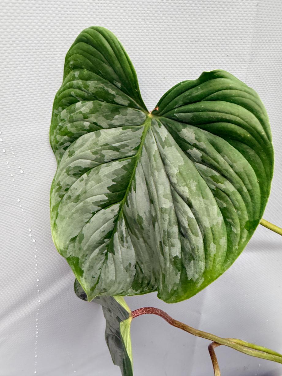 Philodendron Majestic XL 5