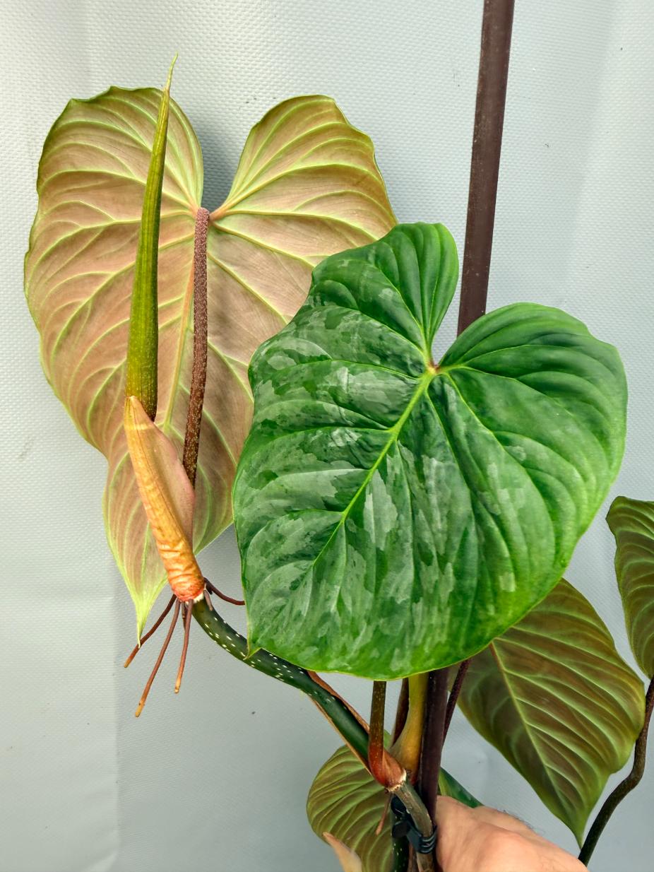 Philodendron Majestic XL 6