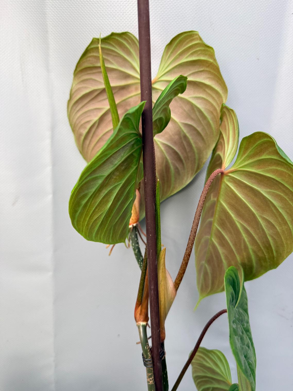 Philodendron Majestic XL 7