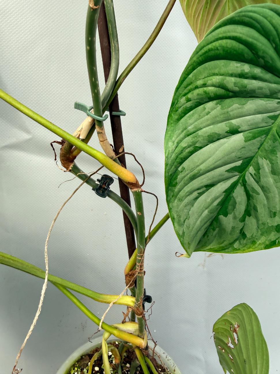 Philodendron Majestic XL 8