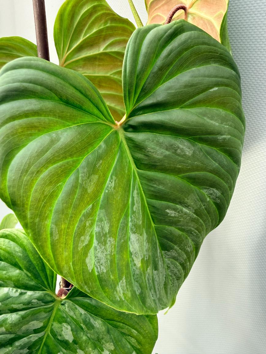 Philodendron Majestic XL 9
