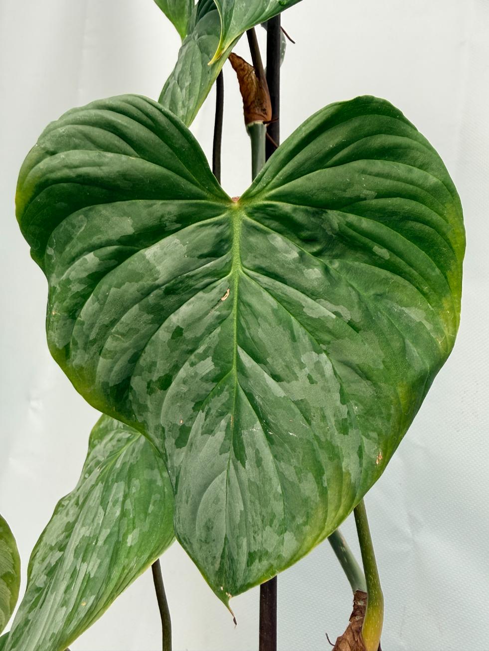 Philodendron Majestic XL 08