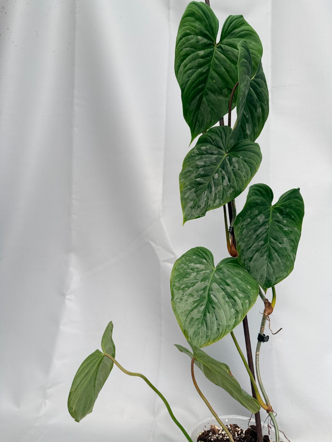 Philodendron Majestic XL 01
