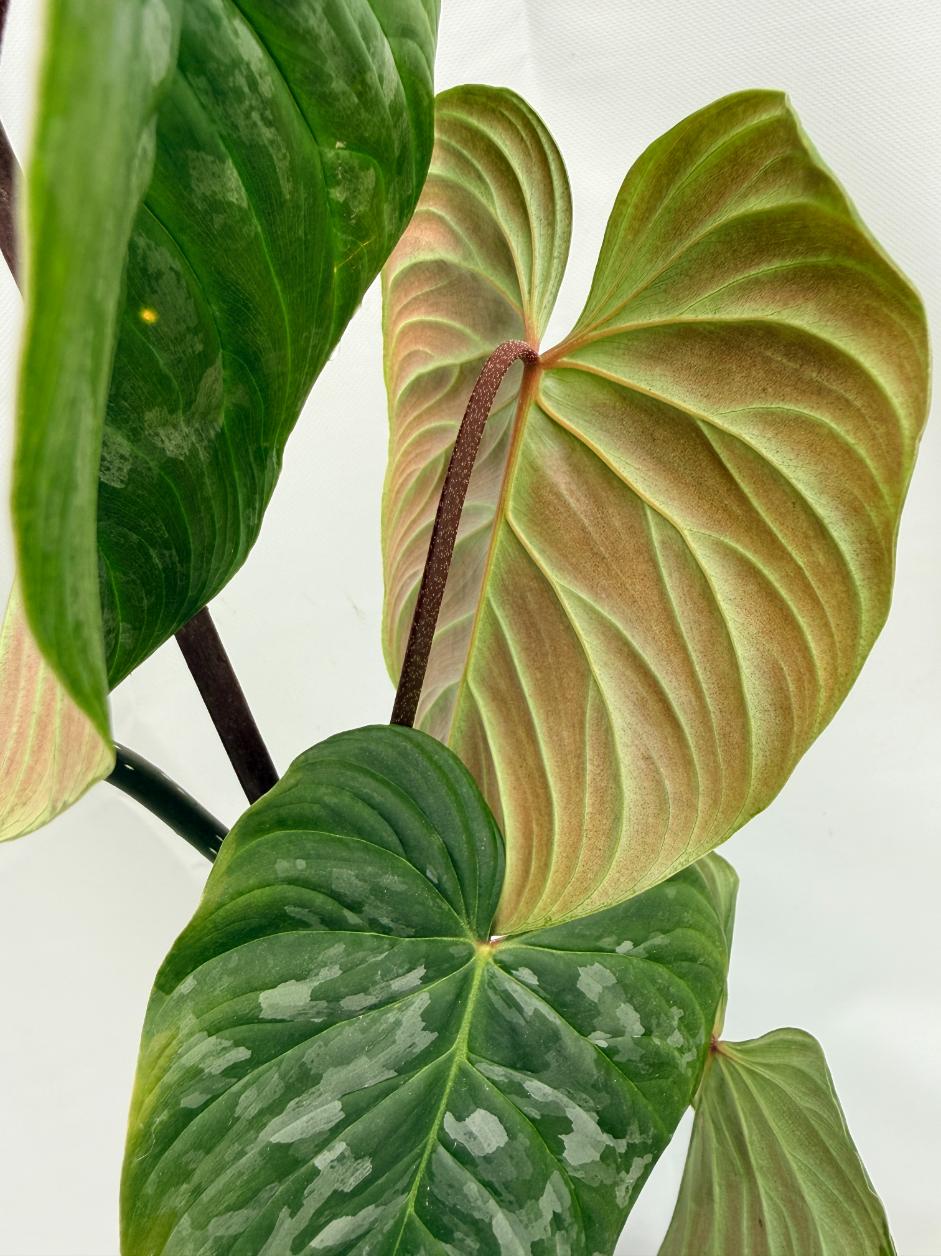 Philodendron Majestic XL 02