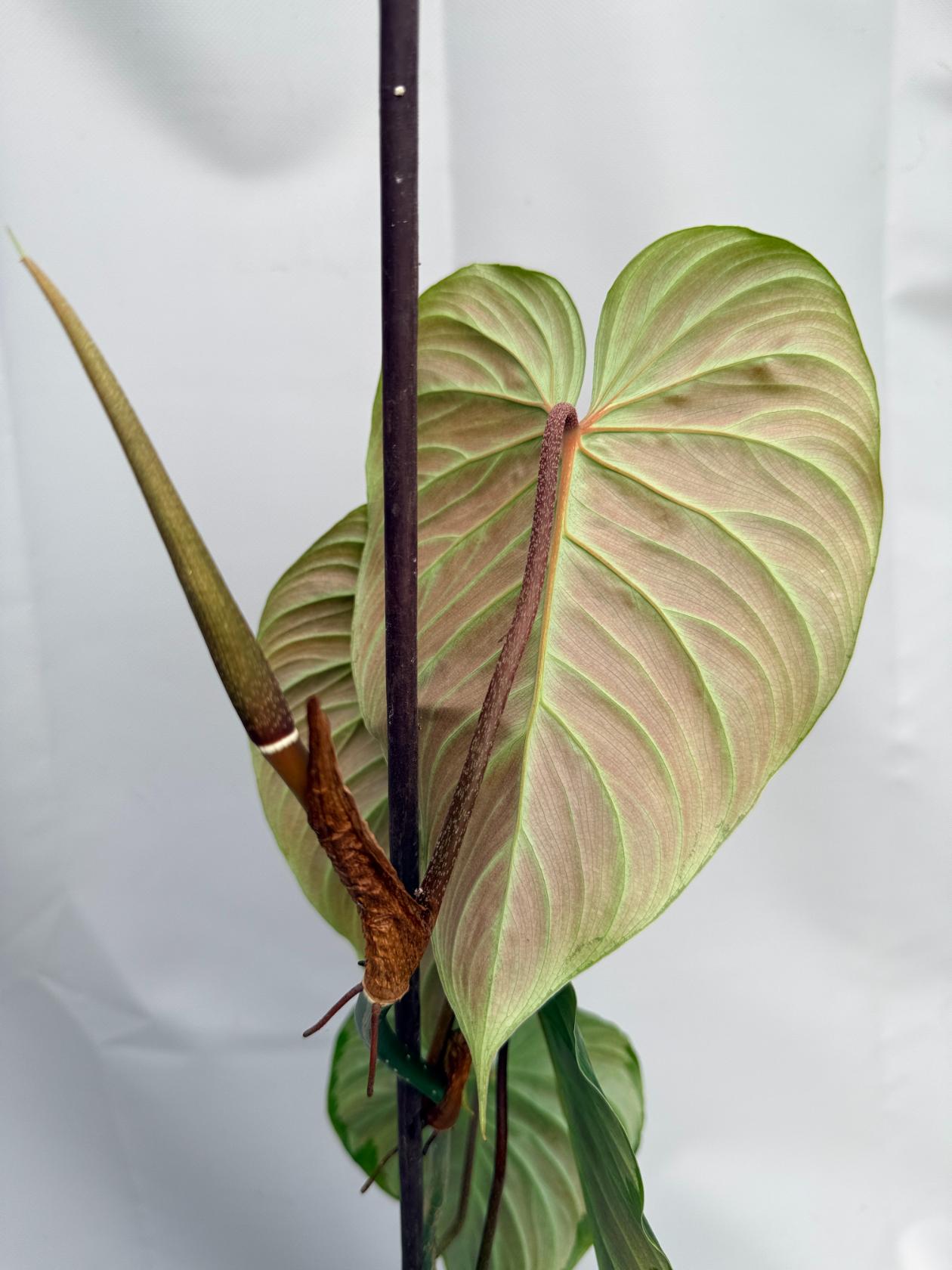 Philodendron Majestic XL 03