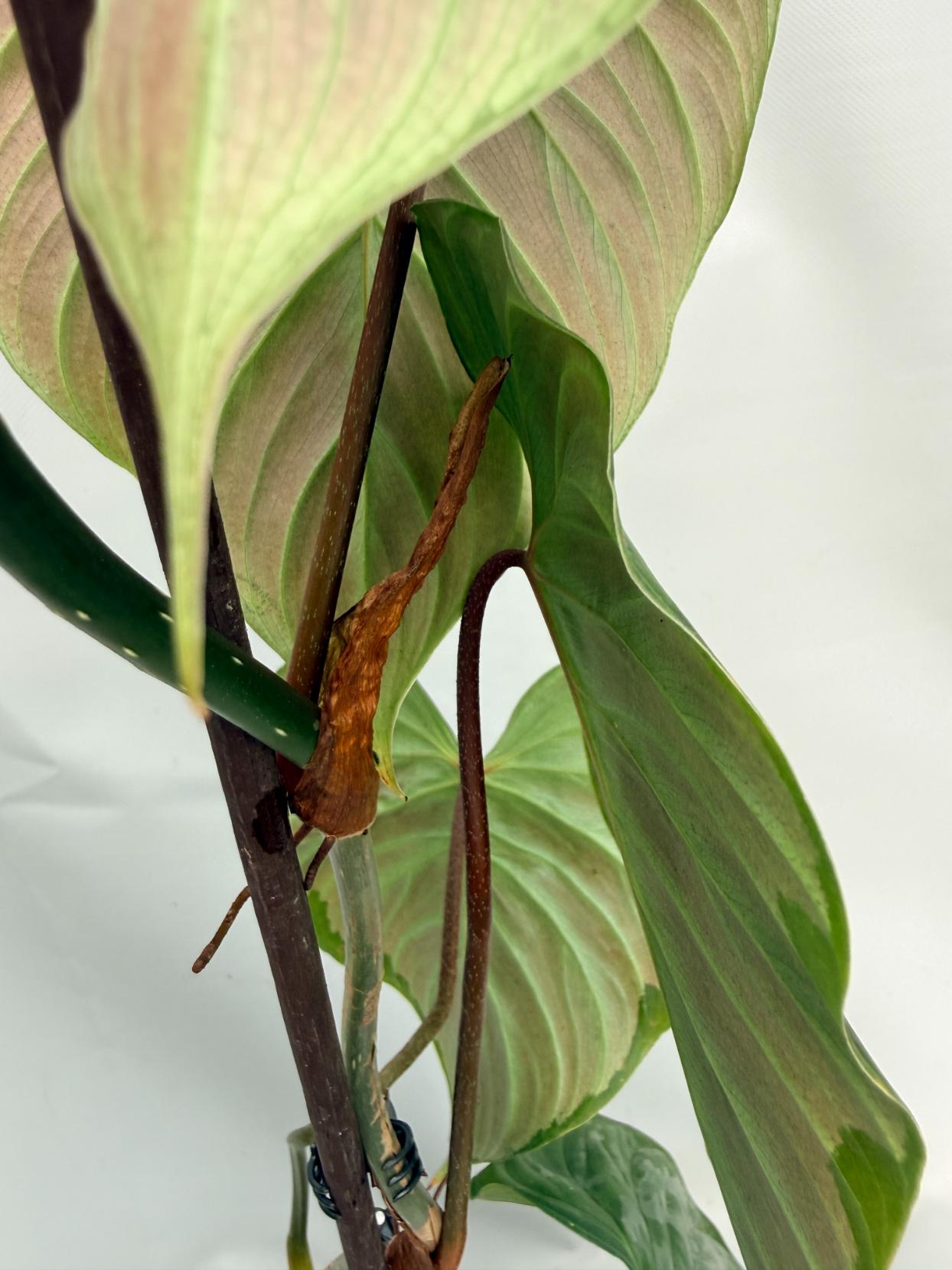 Philodendron Majestic XL 04