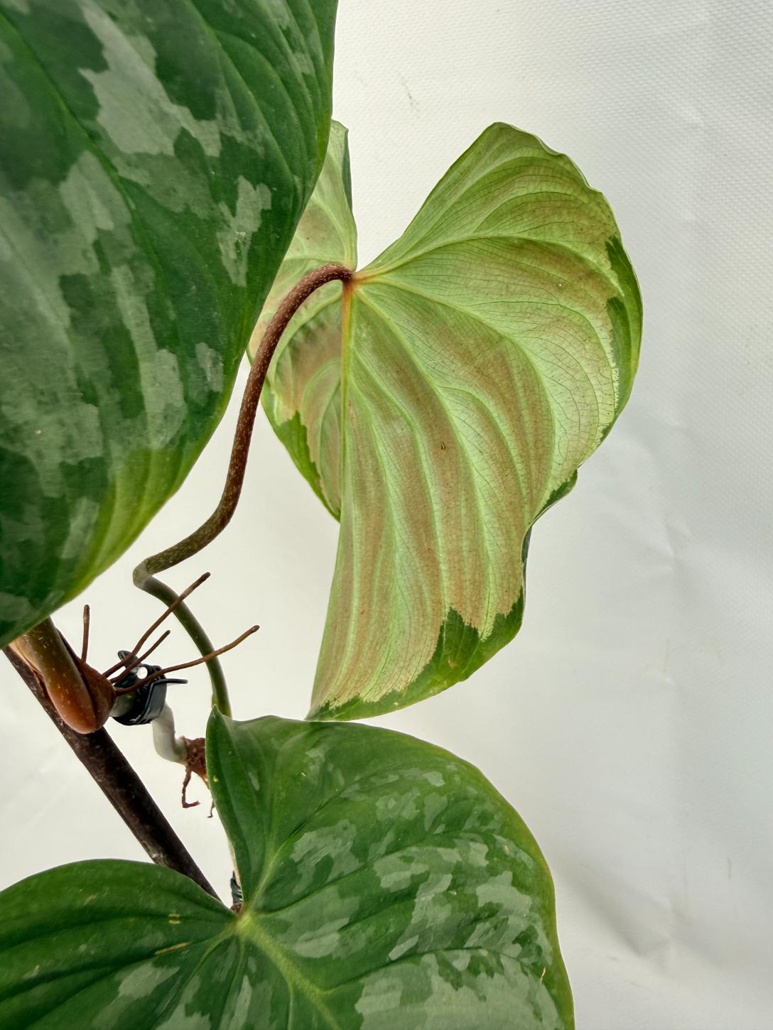 Philodendron Majestic XL 05